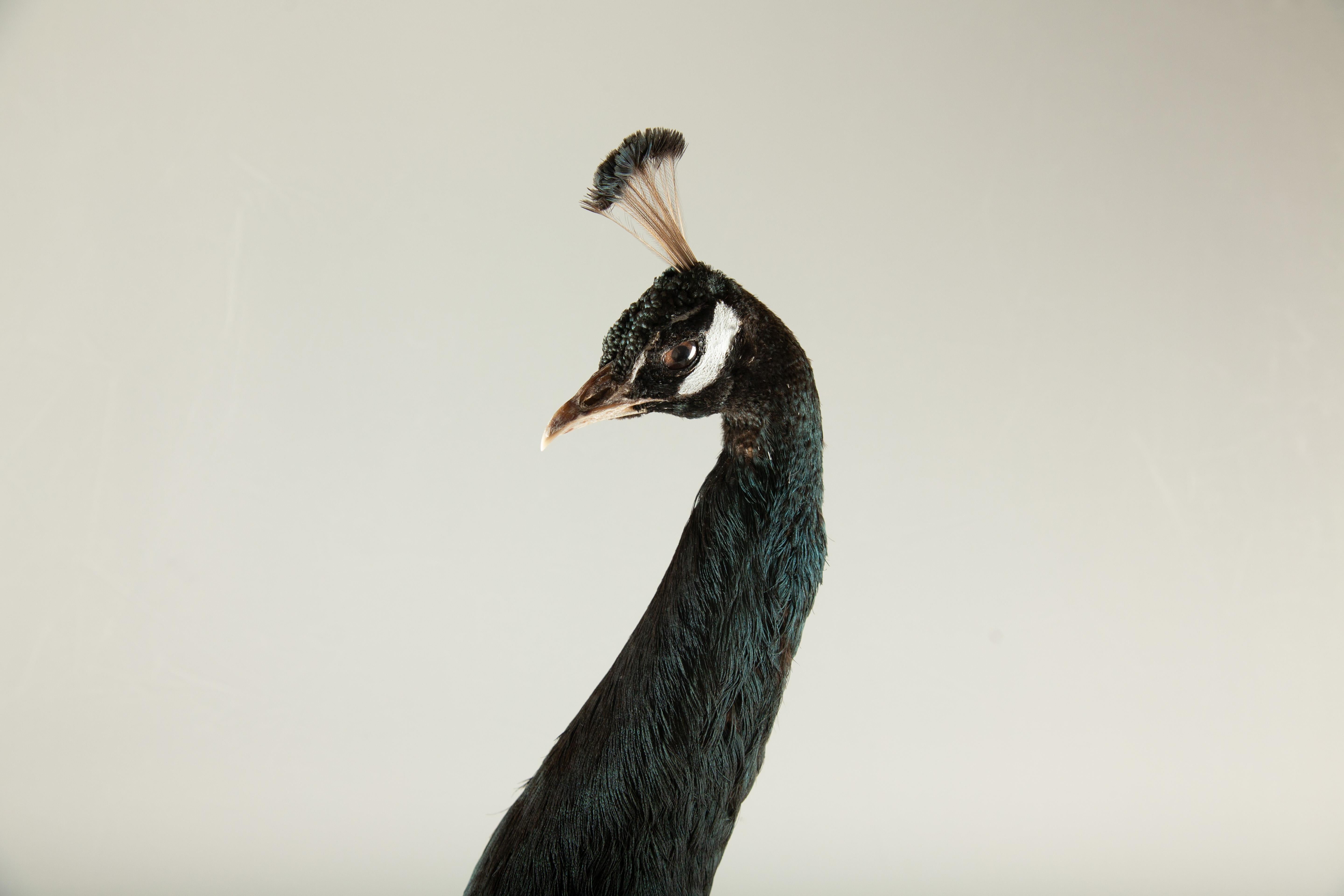 American Exquisite Brown Peacock Taxidermy: A Majestic Display of Rarity and Elegance For Sale