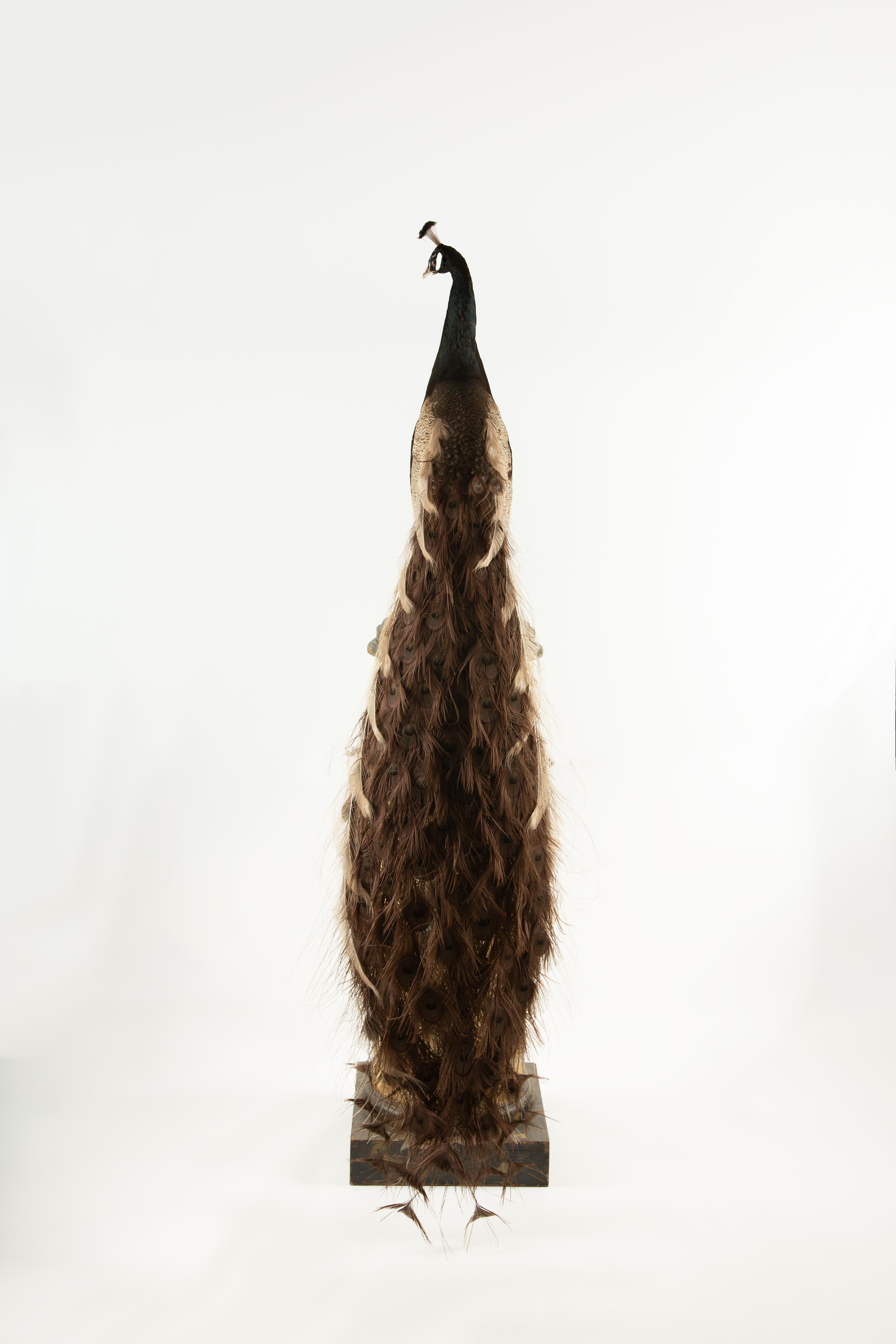 Exquisite Brown Peacock Taxidermy: A Majestic Display of Rarity and Elegance In New Condition For Sale In New York, NY