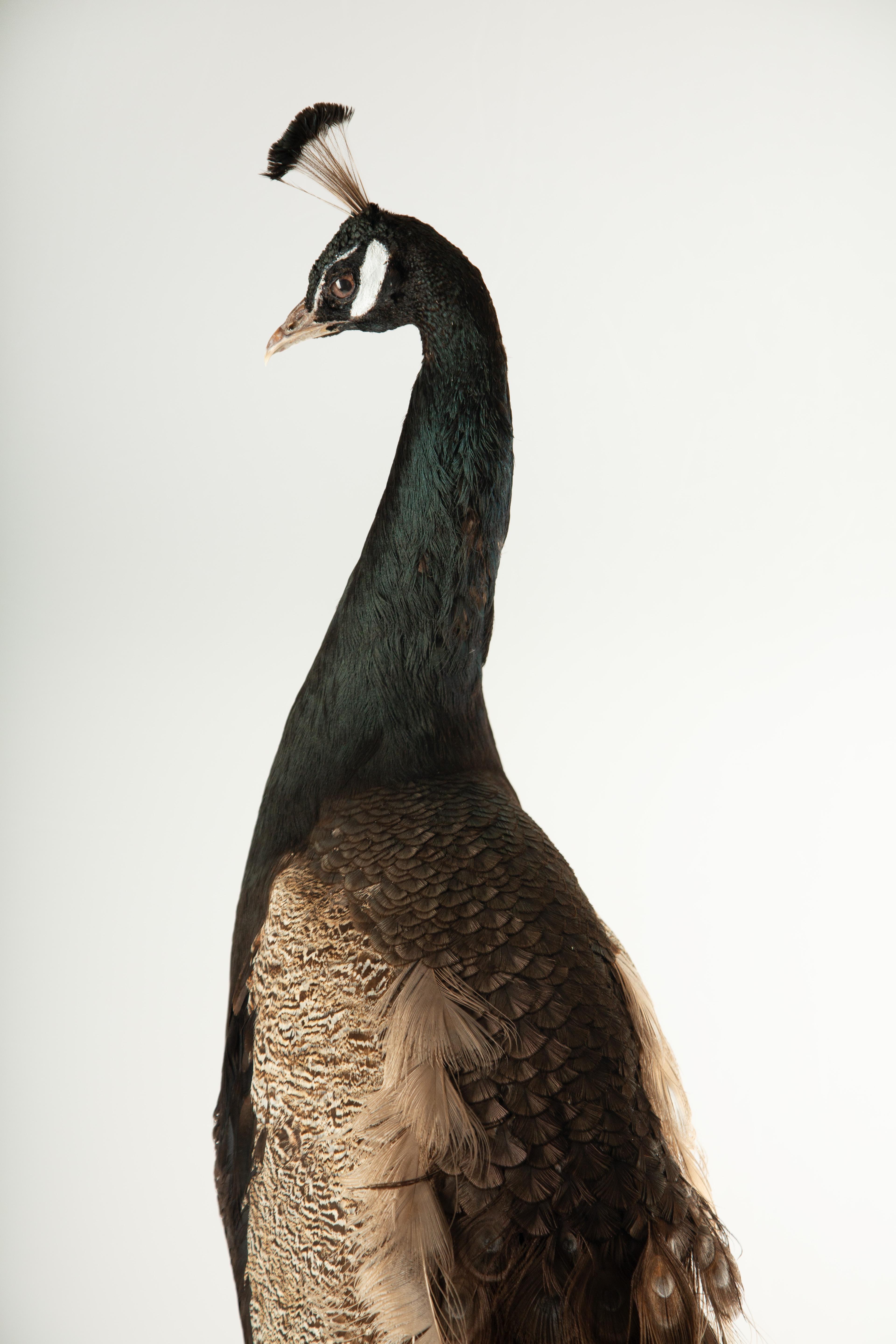 Contemporary Exquisite Brown Peacock Taxidermy: A Majestic Display of Rarity and Elegance For Sale