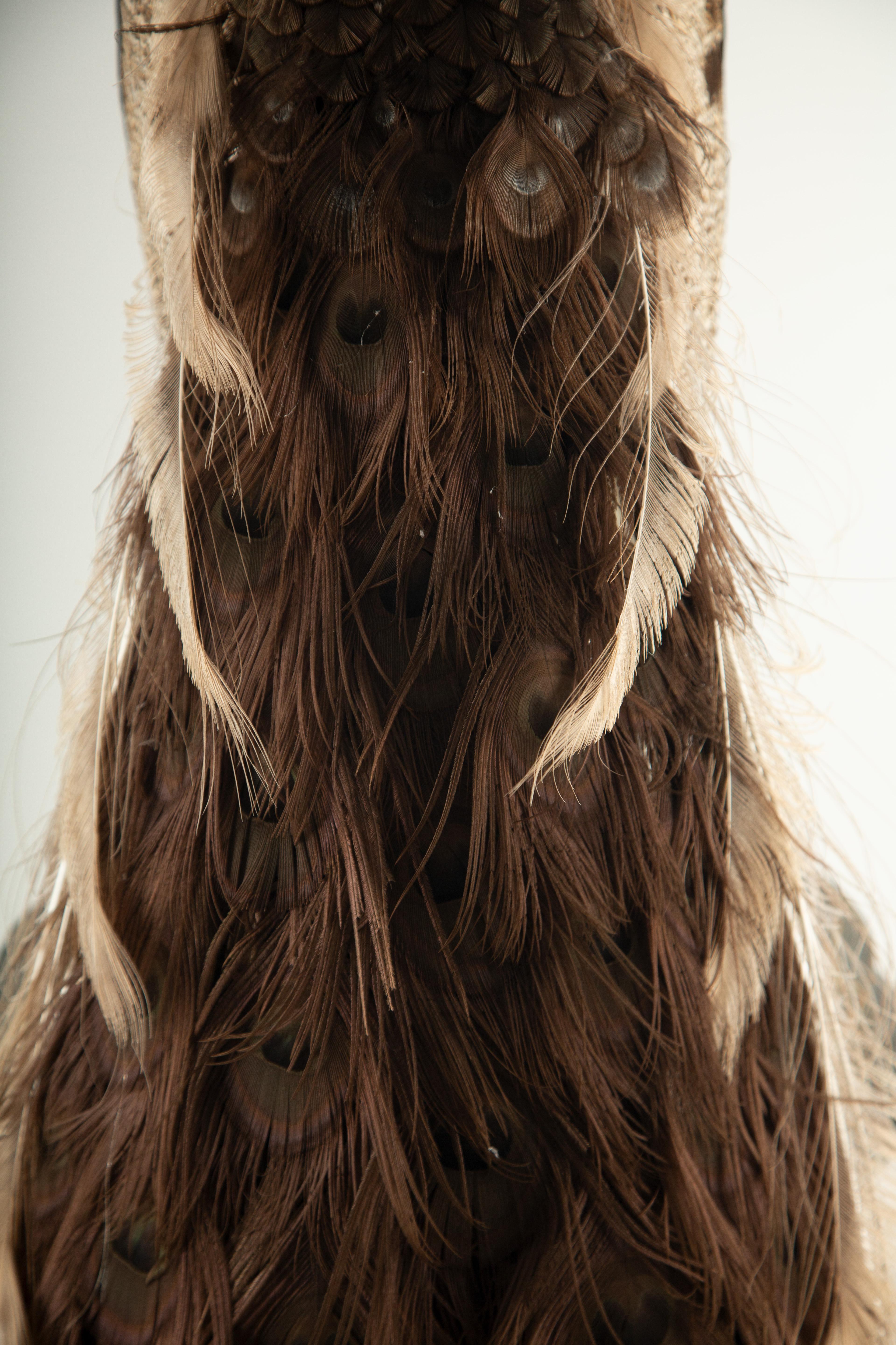 Feathers Exquisite Brown Peacock Taxidermy: A Majestic Display of Rarity and Elegance For Sale