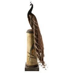 Exquisite Brown Peacock Taxidermy: A Majestic Display of Rarity and Elegance