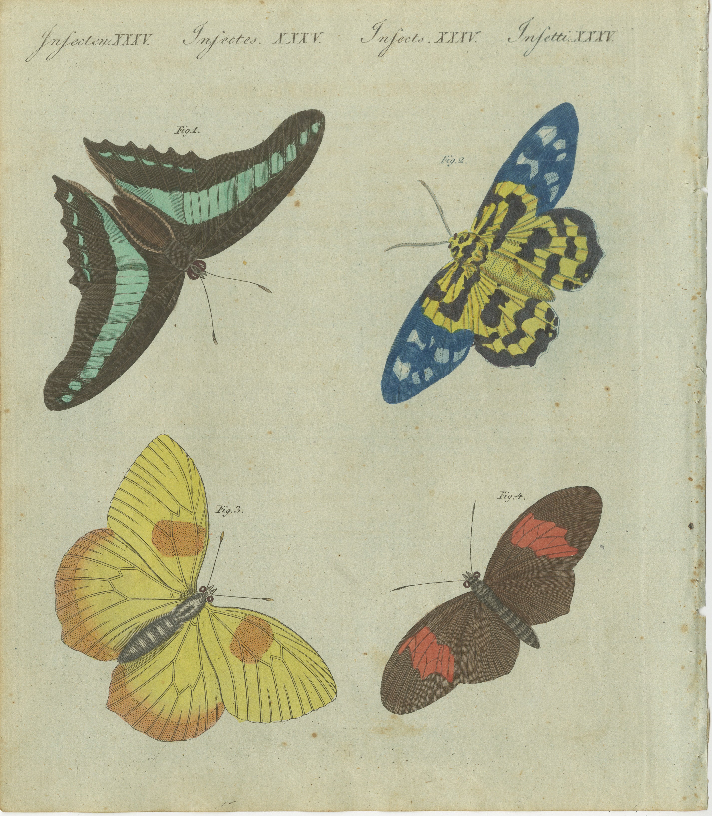 Titel: Eine Symphonie von Schmetterlingen und Nachtfaltern: Handkolorierter Kupferstich des 19. Jahrhunderts aus Bertuchs Bilderbuch für Kinder  

Beschreibung:  
Dieser lebhafte, handkolorierte Kupferstich zeigt ein Quartett von Schmetterlingen und