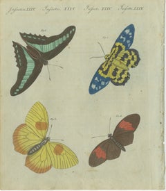 Exquisite Butterflies and Moths: Vibrant Hand-Colored 19th-Century Engraving