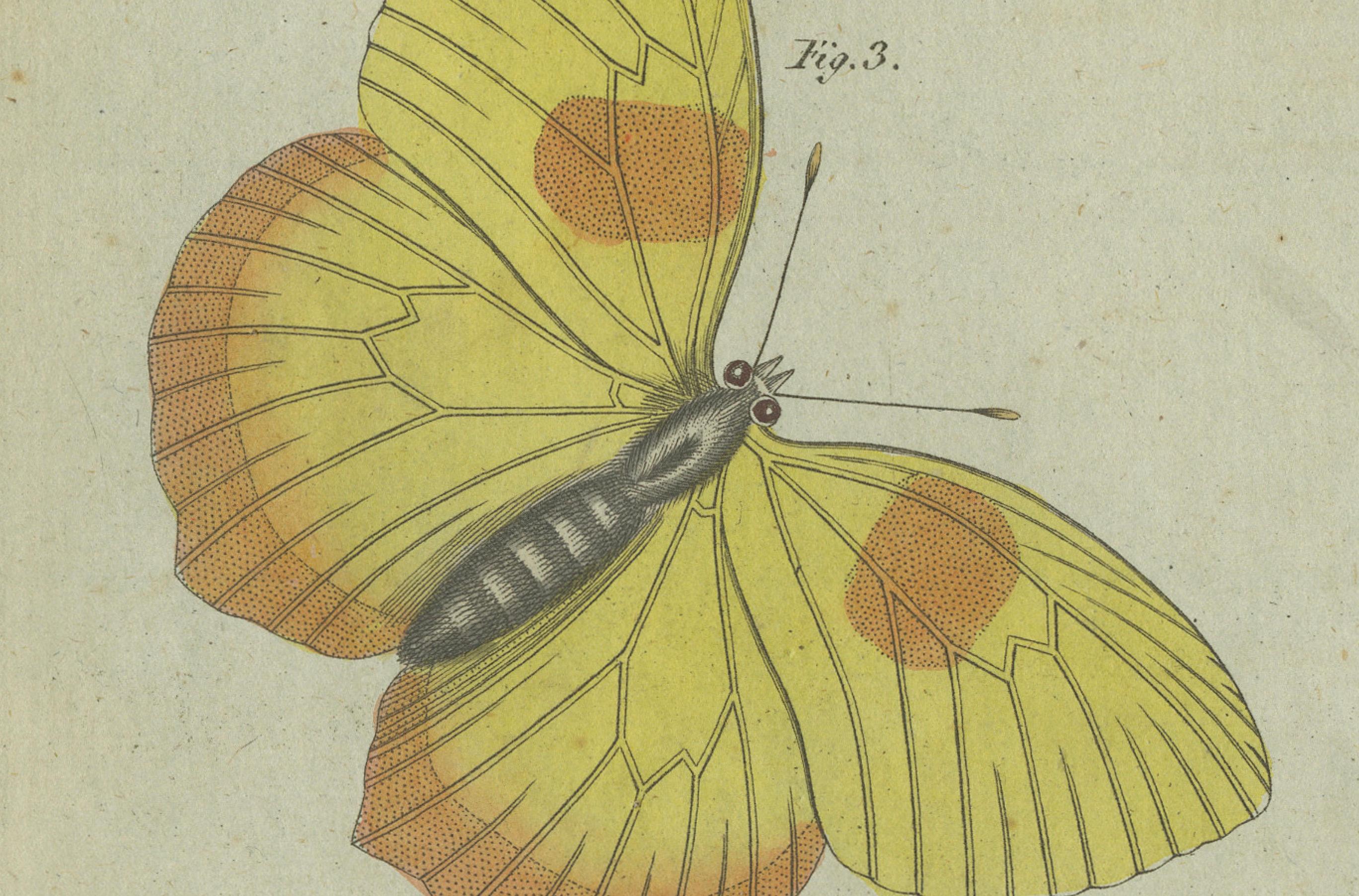 Exquisite Schmetterlinge und Moths: Lebendige, handkolorierte Gravur aus dem 19. Jahrhundert (Graviert) im Angebot