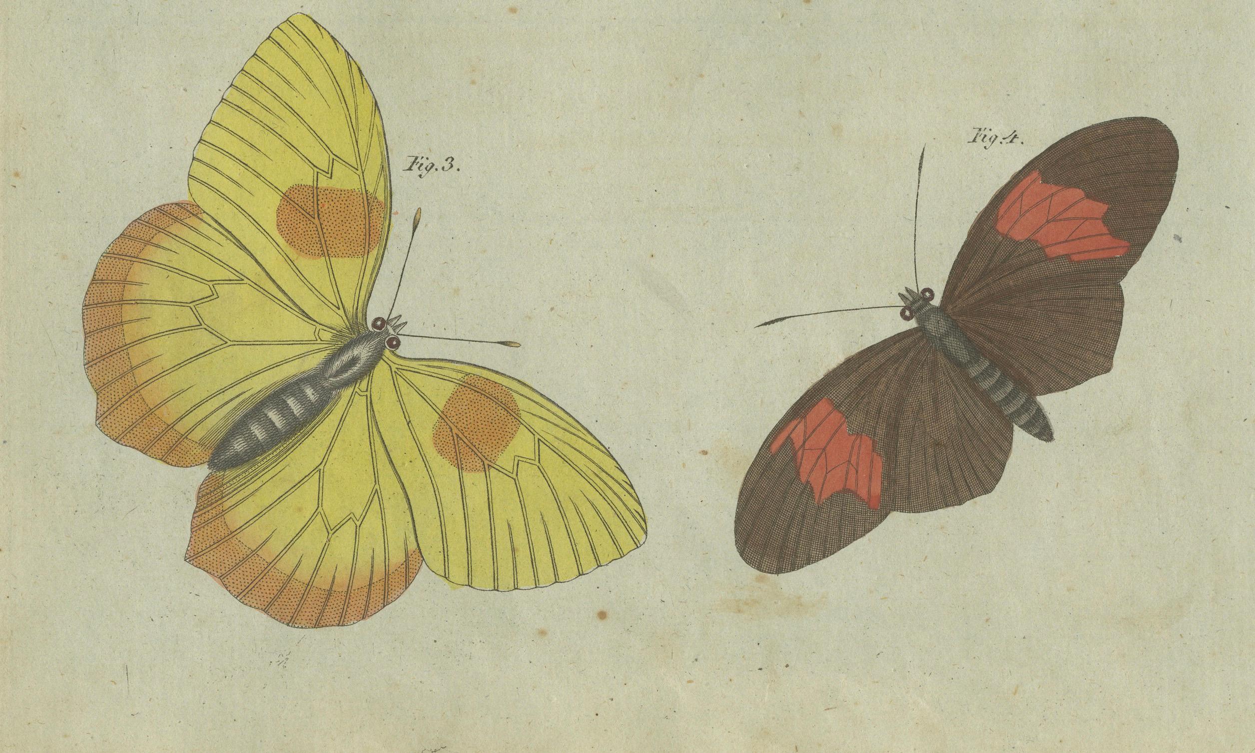 Exquisite Schmetterlinge und Moths: Lebendige, handkolorierte Gravur aus dem 19. Jahrhundert im Zustand „Gut“ im Angebot in Langweer, NL