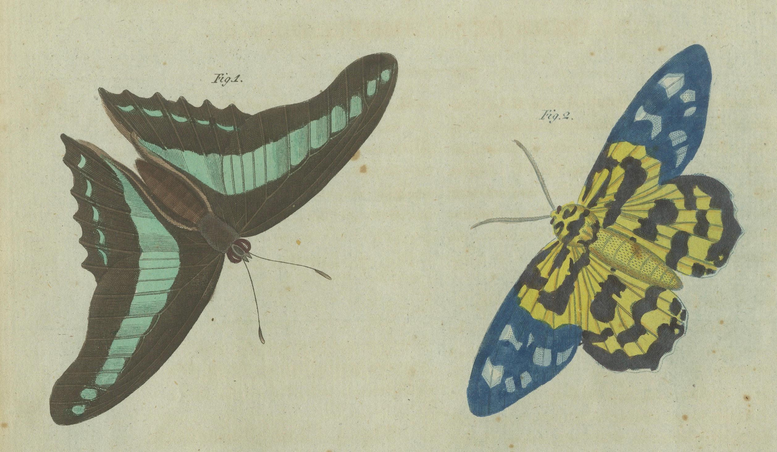 Exquisite Schmetterlinge und Moths: Lebendige, handkolorierte Gravur aus dem 19. Jahrhundert (Frühes 19. Jahrhundert) im Angebot