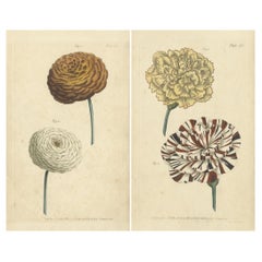 Exquisite Carnation Varieties from 18th Century Botanical Illustrations
