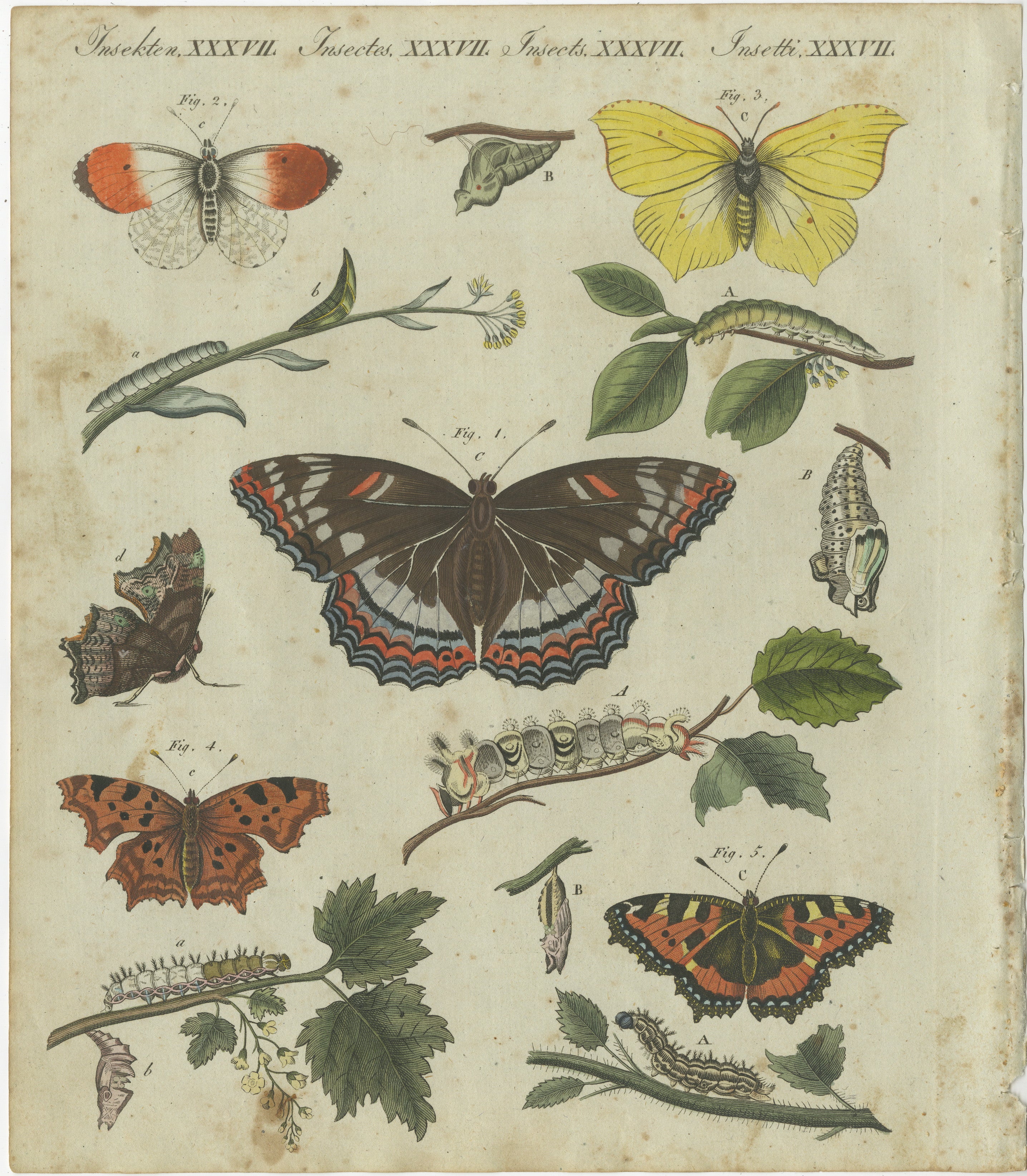 Title: Exquisite Depiction of Butterflies and Caterpillars: A Hand-Colored Natural History Engraving  

Description: This beautifully hand-colored copperplate engraving offers a detailed representation of various butterflies, moths, and their