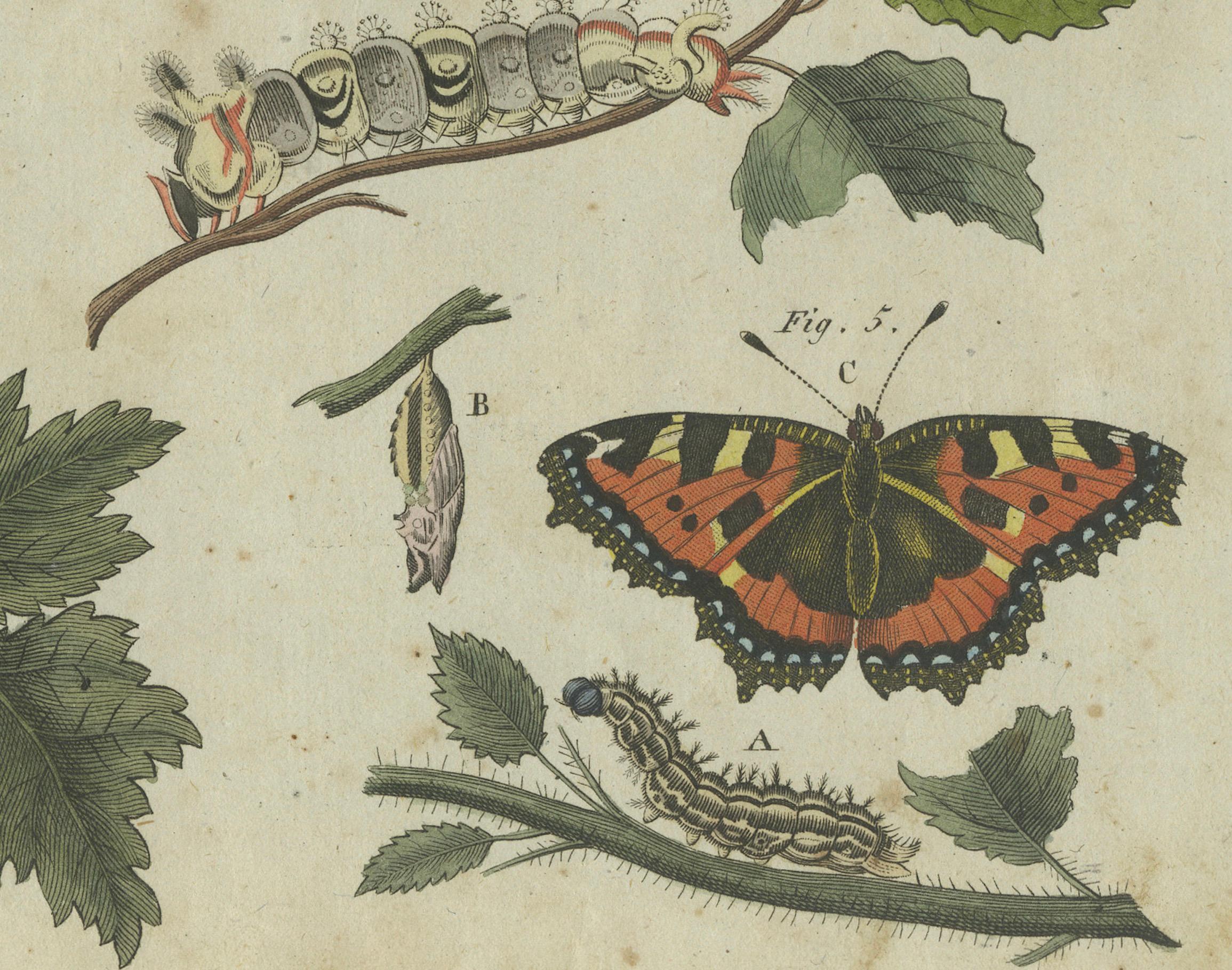 Engraved Exquisite Depiction of Butterflies and Caterpillars: A Hand-Colored Engraving For Sale