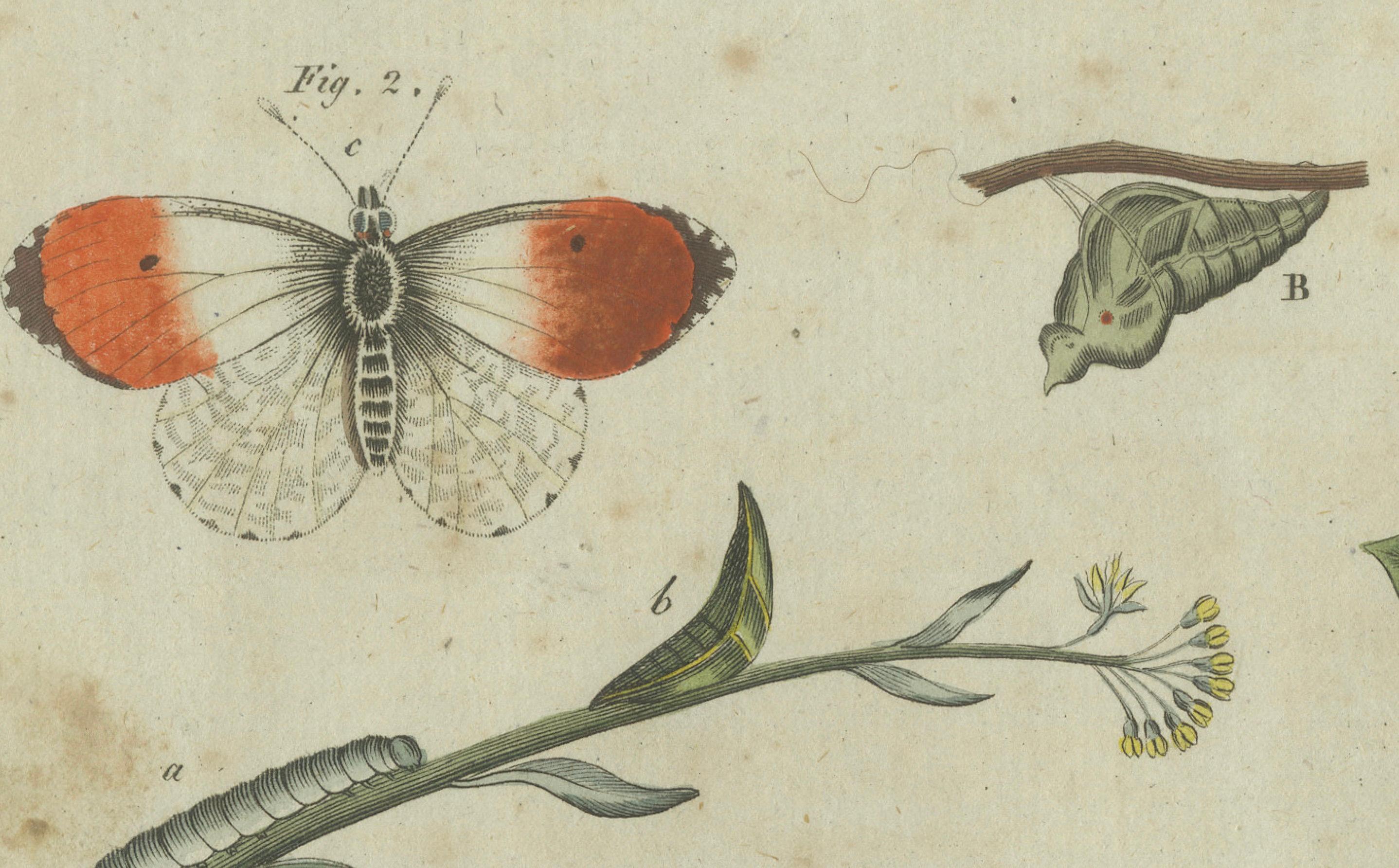 Exquisite Depiction of Butterflies and Caterpillars: A Hand-Colored Engraving In Good Condition For Sale In Langweer, NL