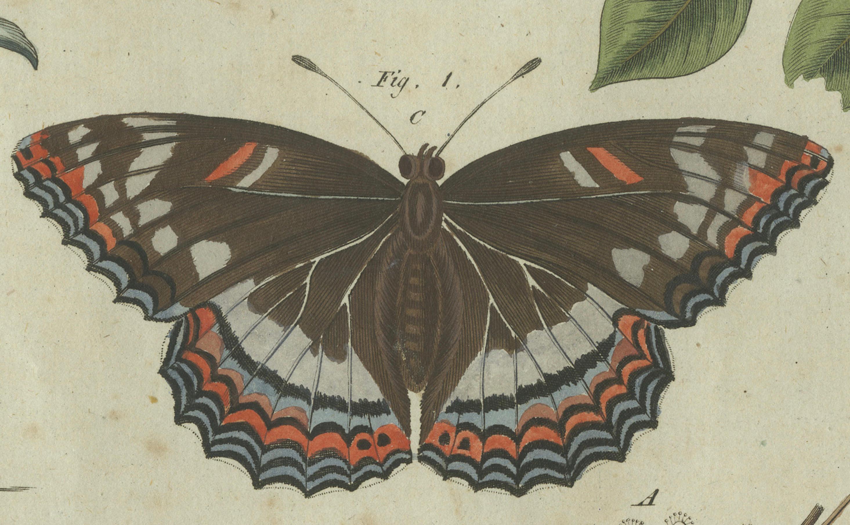 Early 19th Century Exquisite Depiction of Butterflies and Caterpillars: A Hand-Colored Engraving For Sale