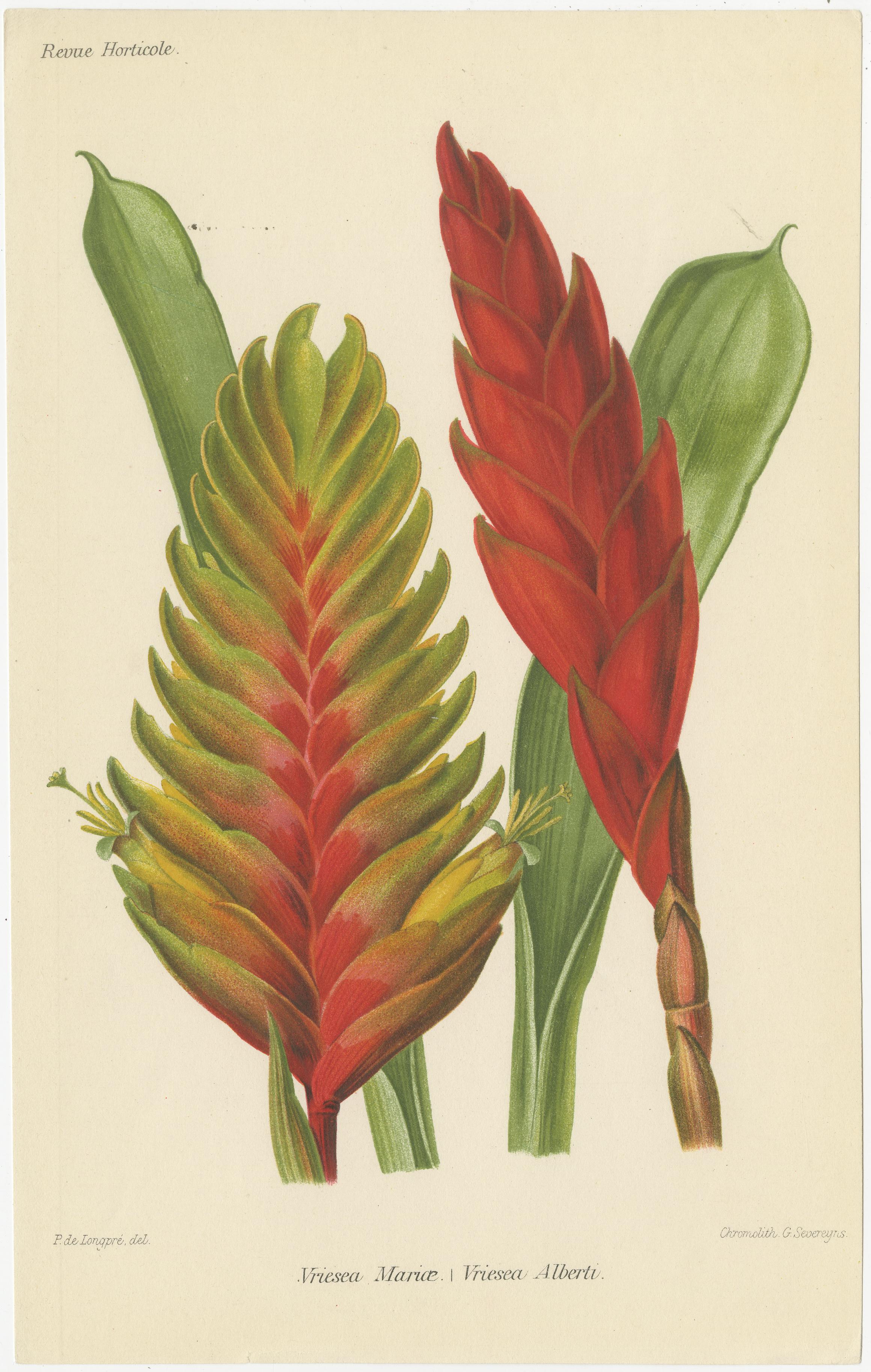 These original antique prints are beautiful examples of botanical illustrations featuring tropical plants, drawn with precise detail and coloration. The Latin and English names of the plants are provided in the prints themselves, along with