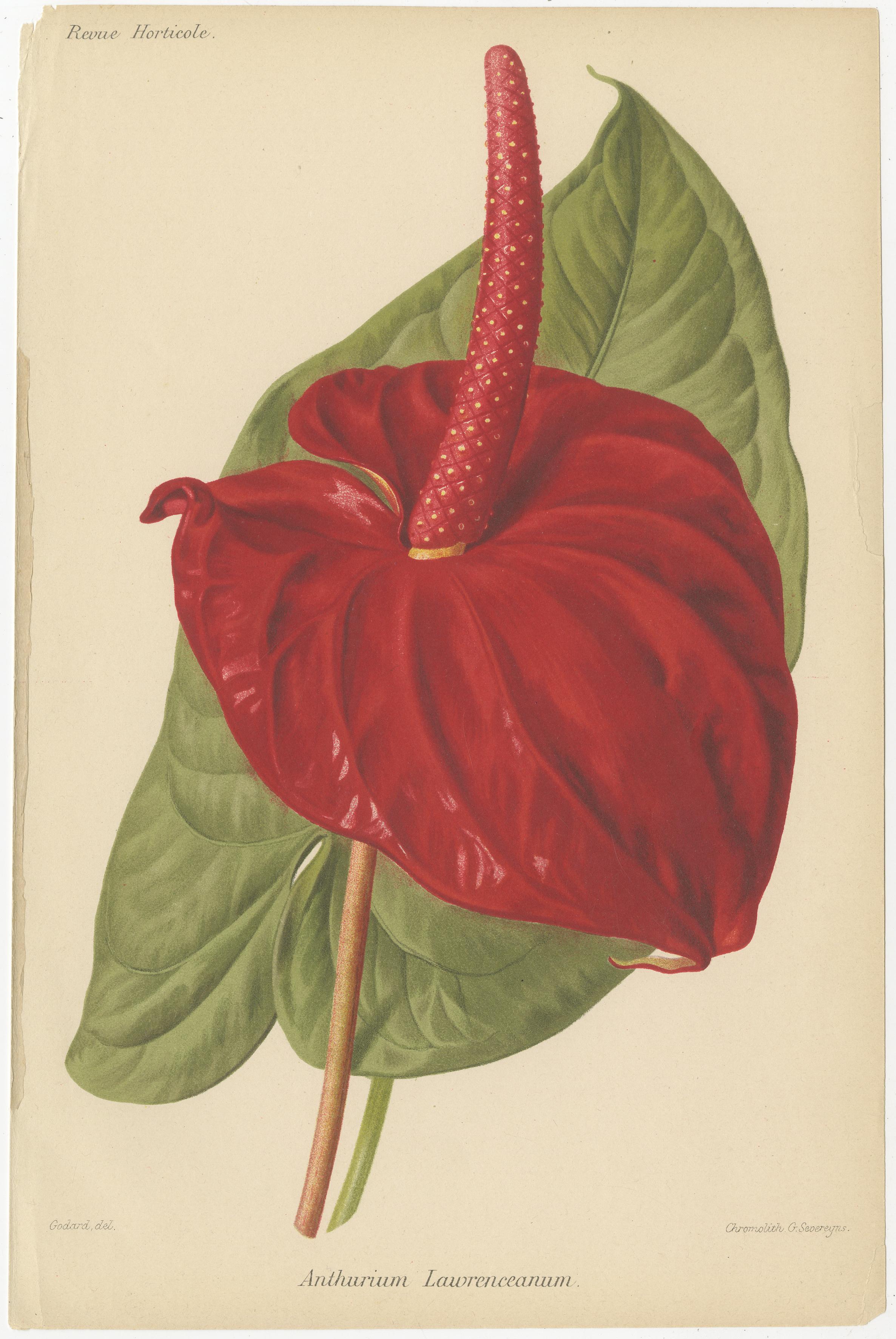 Exquisite Flora: A Chromolithographic Collection from the Revue Horticole, 1855 In Good Condition For Sale In Langweer, NL