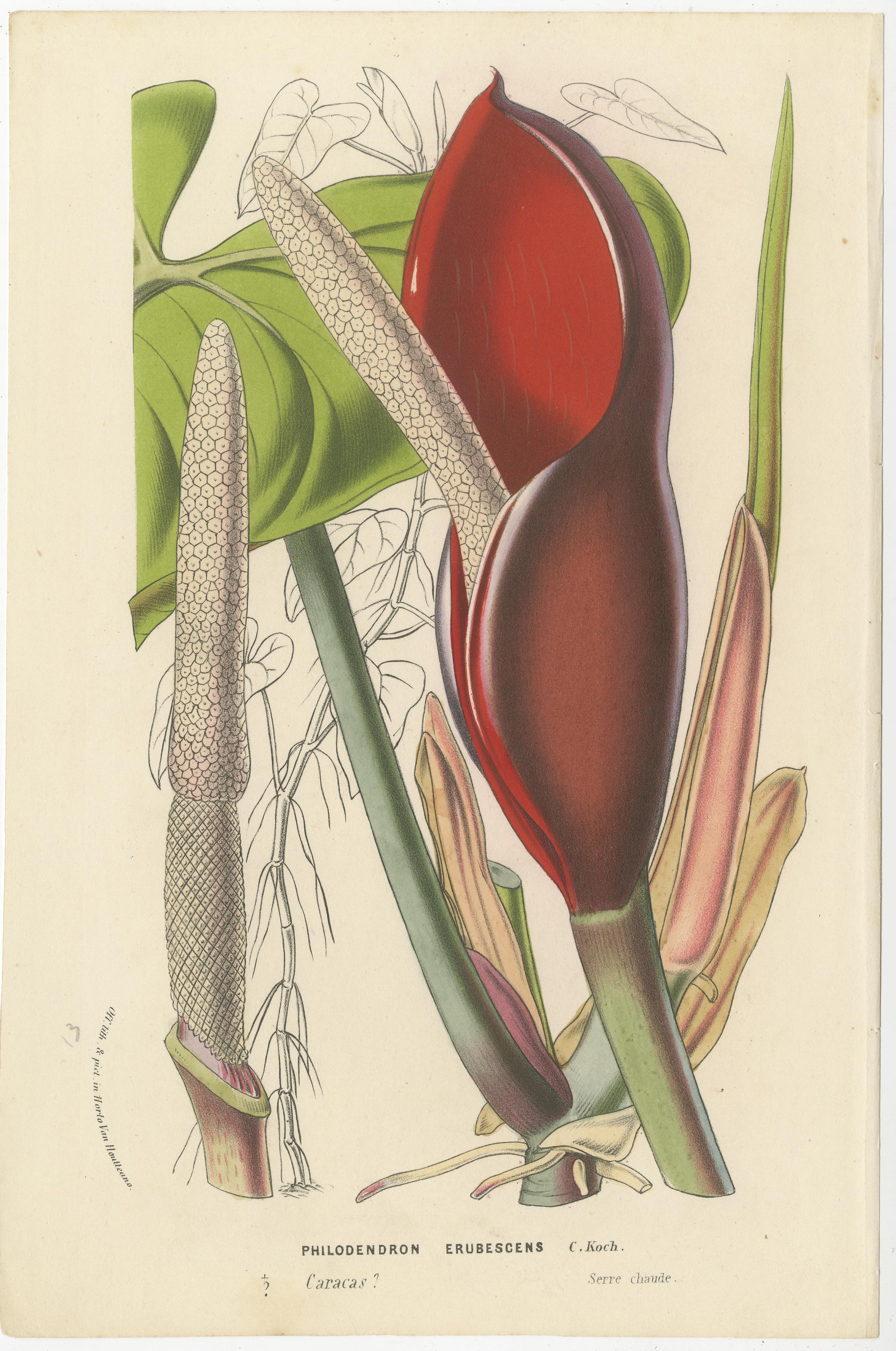 Paper Exquisite Flora: A Chromolithographic Collection from the Revue Horticole, 1855 For Sale