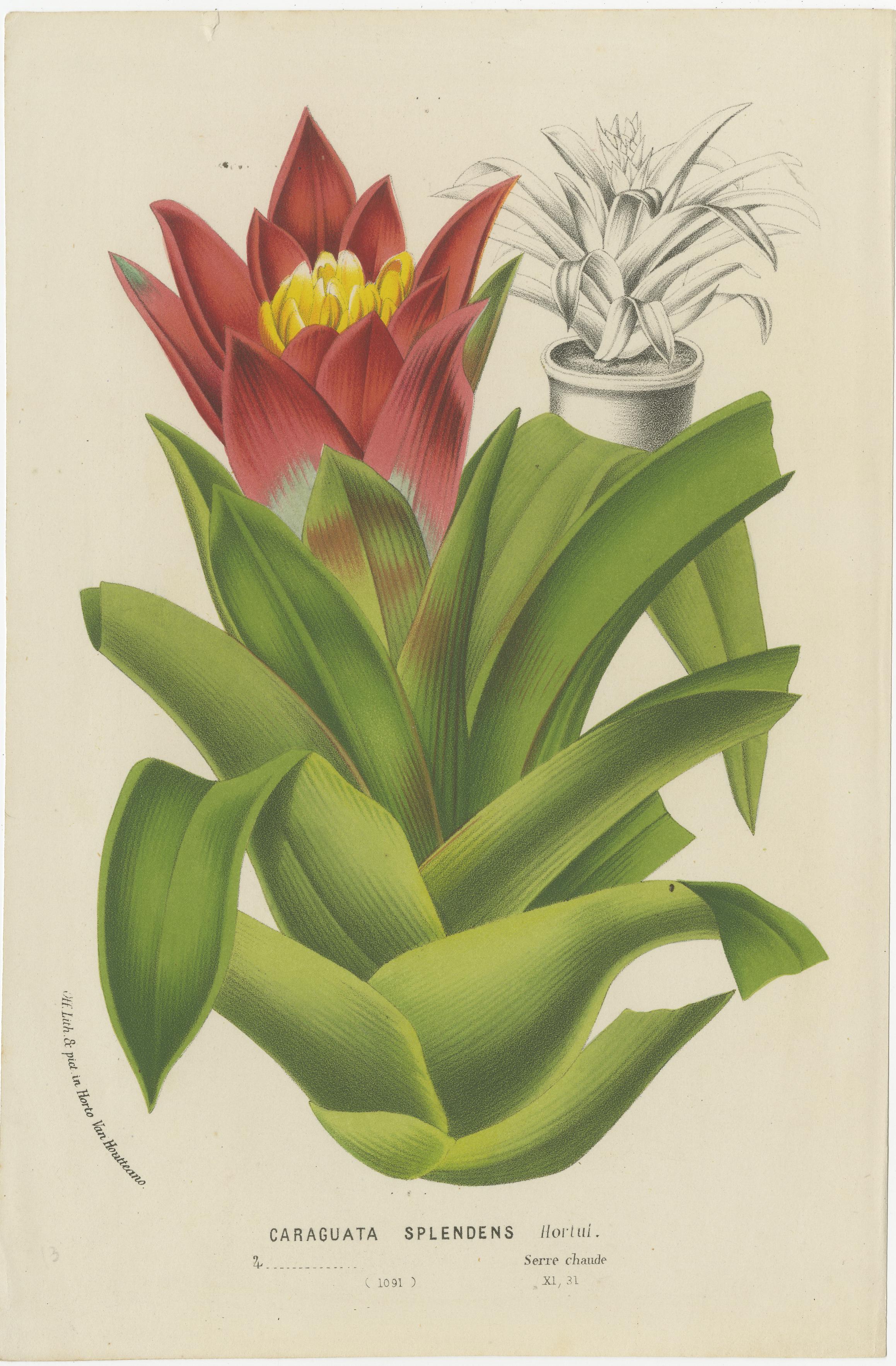 Exquisite Flora: A Chromolithographic Collection from the Revue Horticole, 1855 For Sale 1