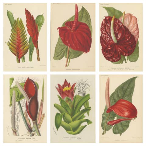 Exquisite Flora: A Chromolithographic Collection from the Revue Horticole, 1855