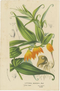 Exquisite Flora: Natal Lily and Golden Trumpet Vine in Artistic Display, c.1855