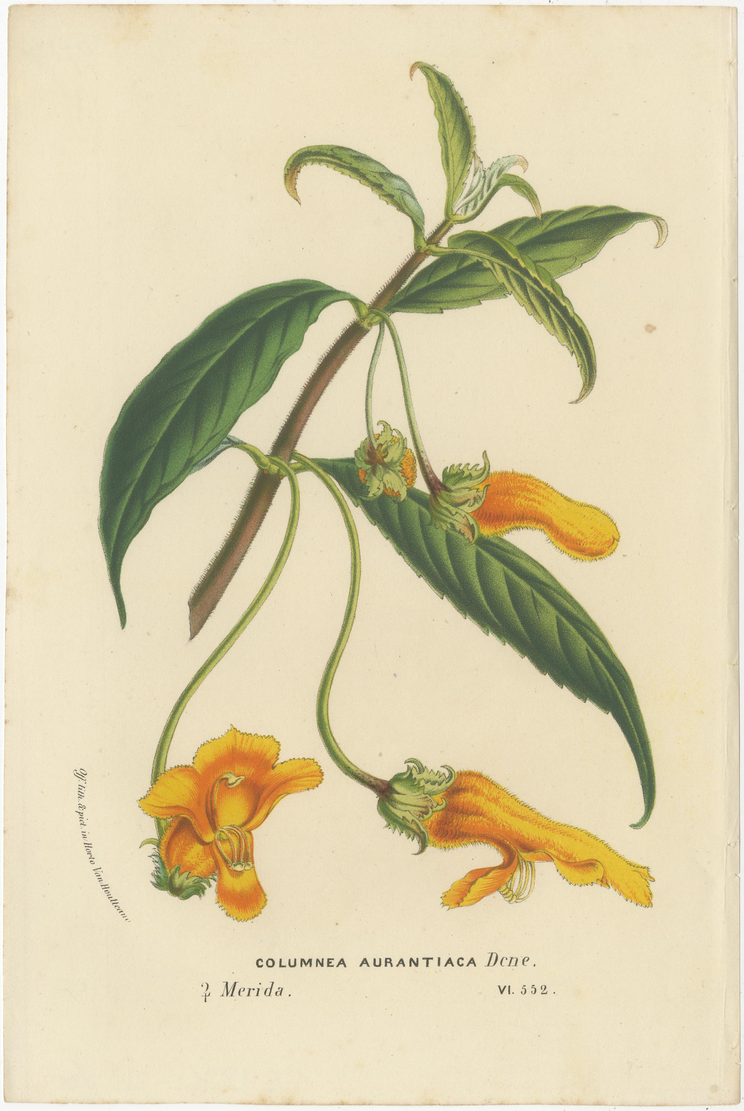 Flora exquise : Natal Lily and Golden Trumpet Vine in Artistic Display, c.1855 Bon état - En vente à Langweer, NL