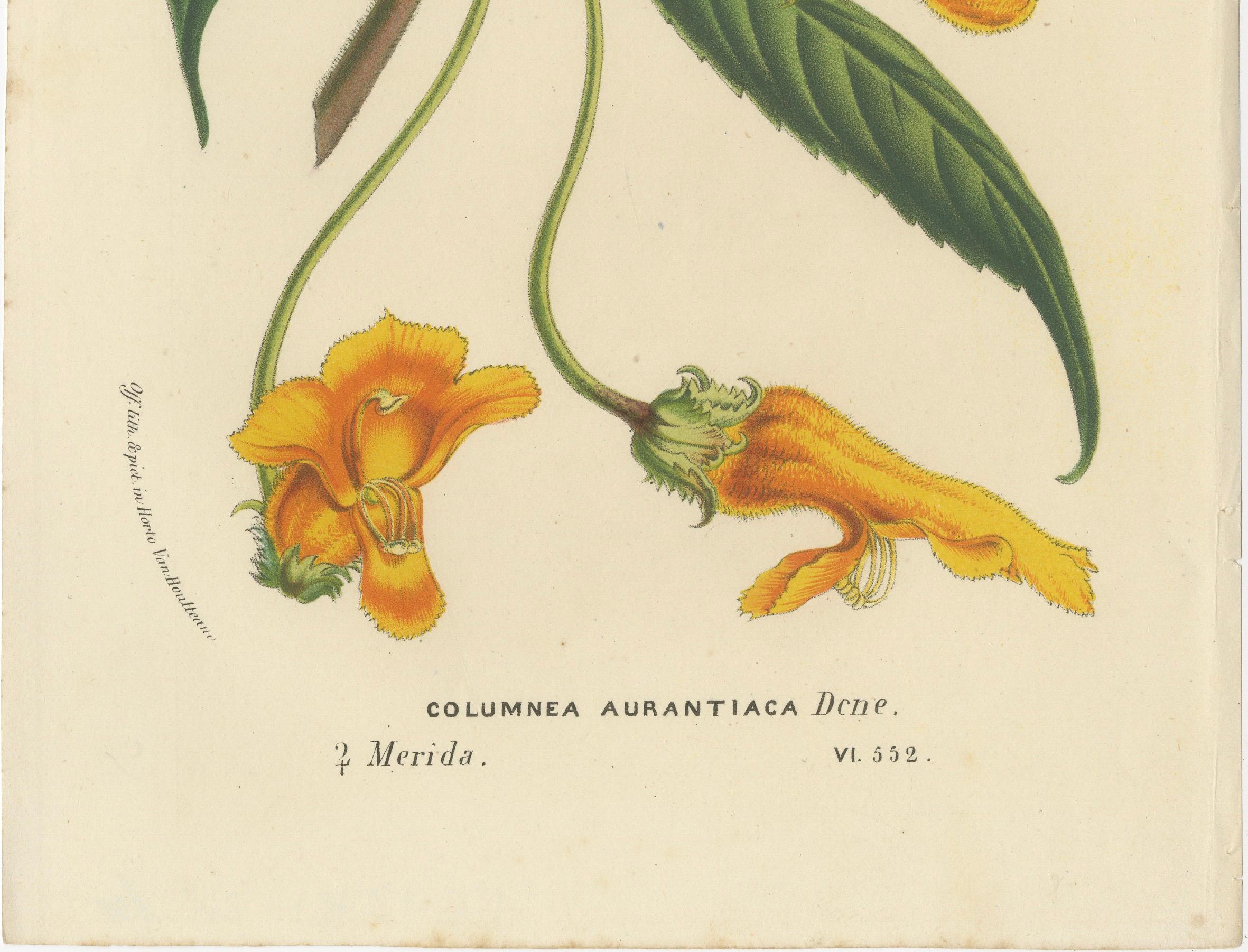 Milieu du XIXe siècle Flora exquise : Natal Lily and Golden Trumpet Vine in Artistic Display, c.1855 en vente