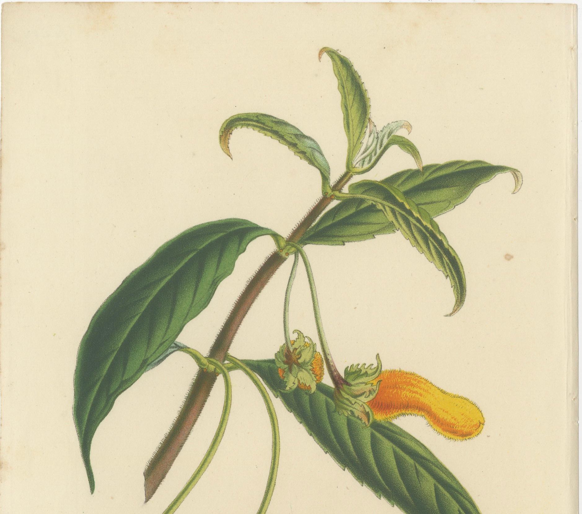 Papier Flora exquise : Natal Lily and Golden Trumpet Vine in Artistic Display, c.1855 en vente