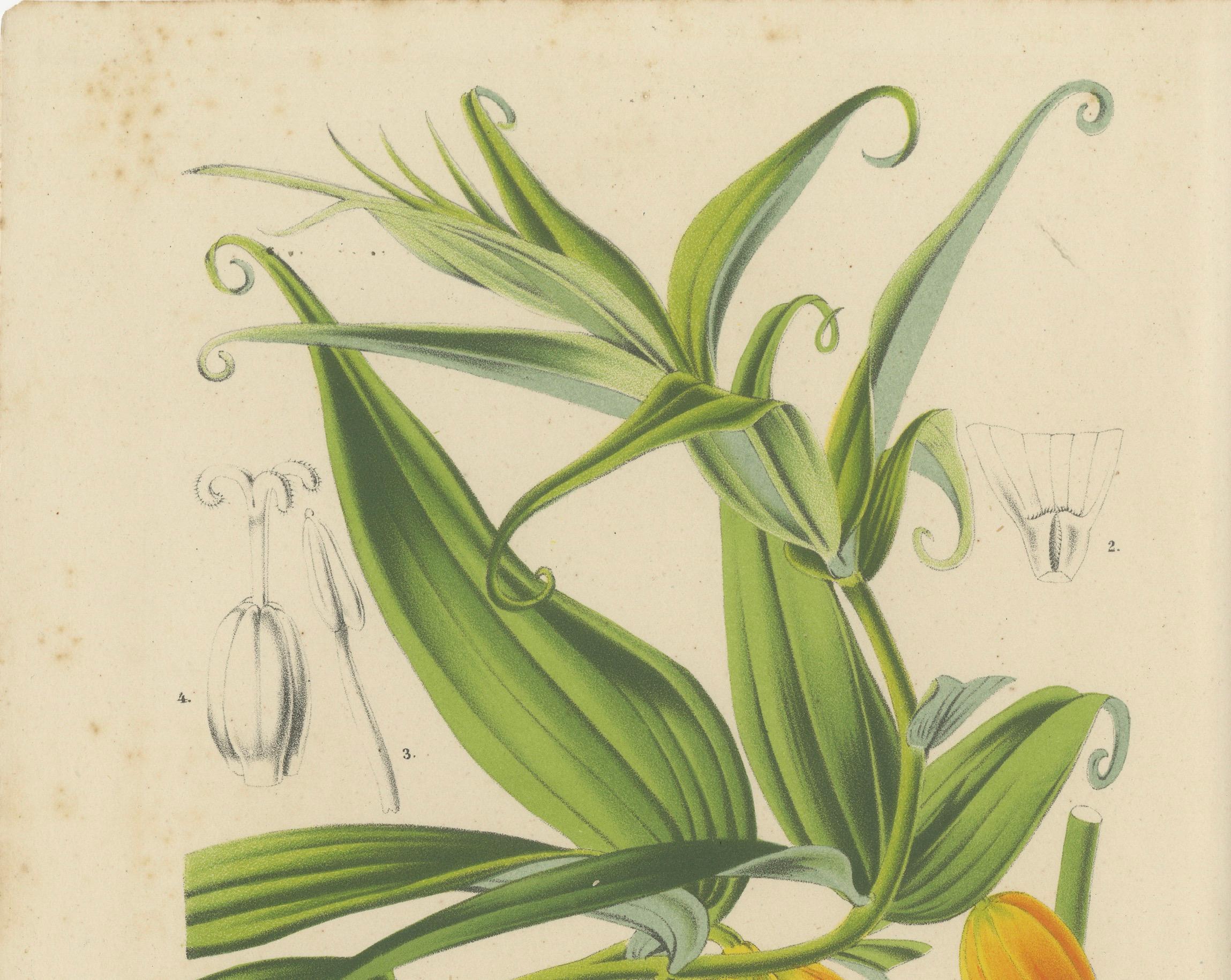 Flora exquise : Natal Lily and Golden Trumpet Vine in Artistic Display, c.1855 en vente 1