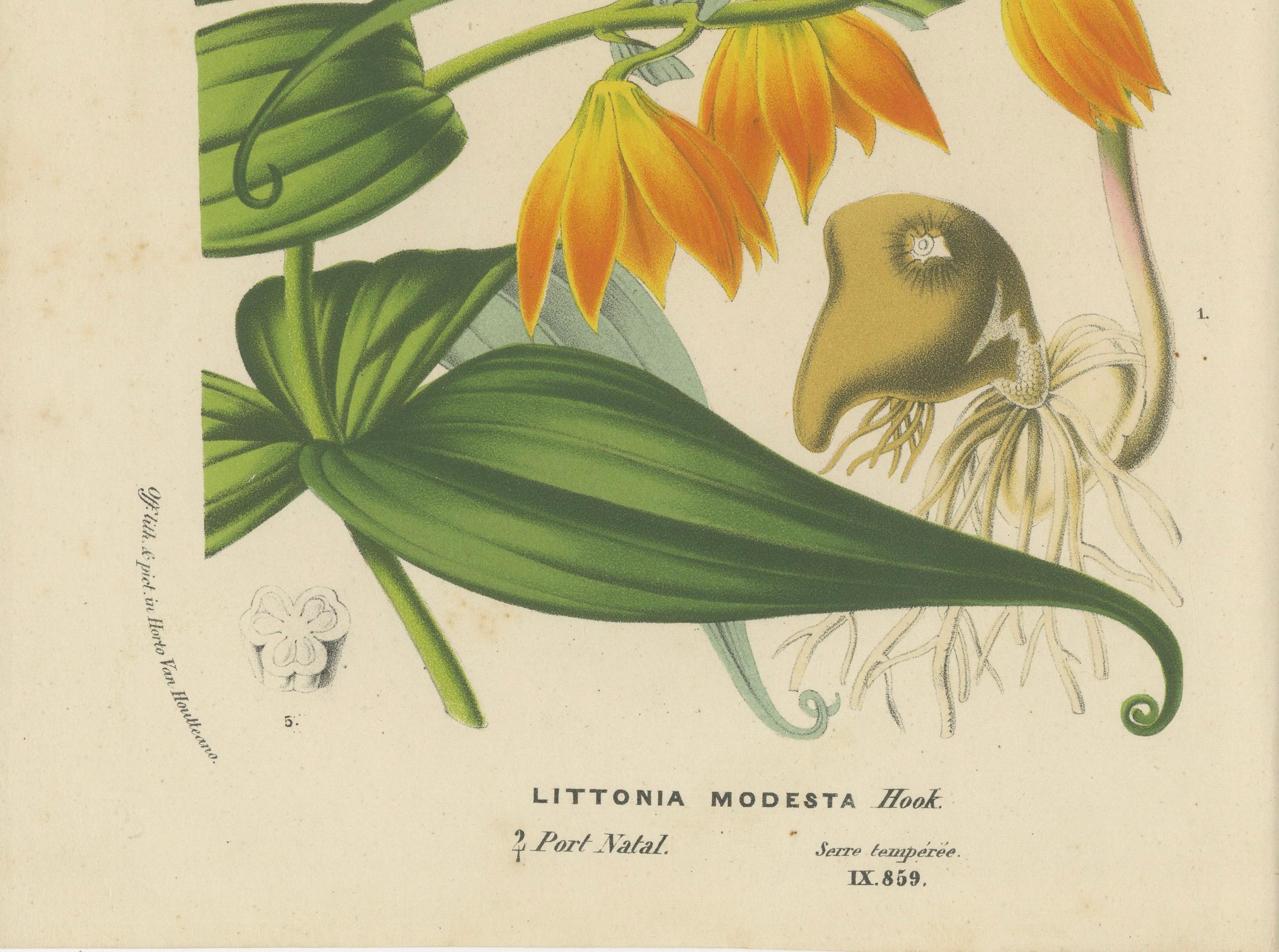 Flora exquise : Natal Lily and Golden Trumpet Vine in Artistic Display, c.1855 en vente 2