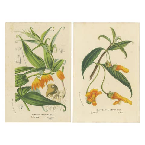 Exquisite Flora: Natal Lily and Golden Trumpet Vine in Artistic Display, c.1855