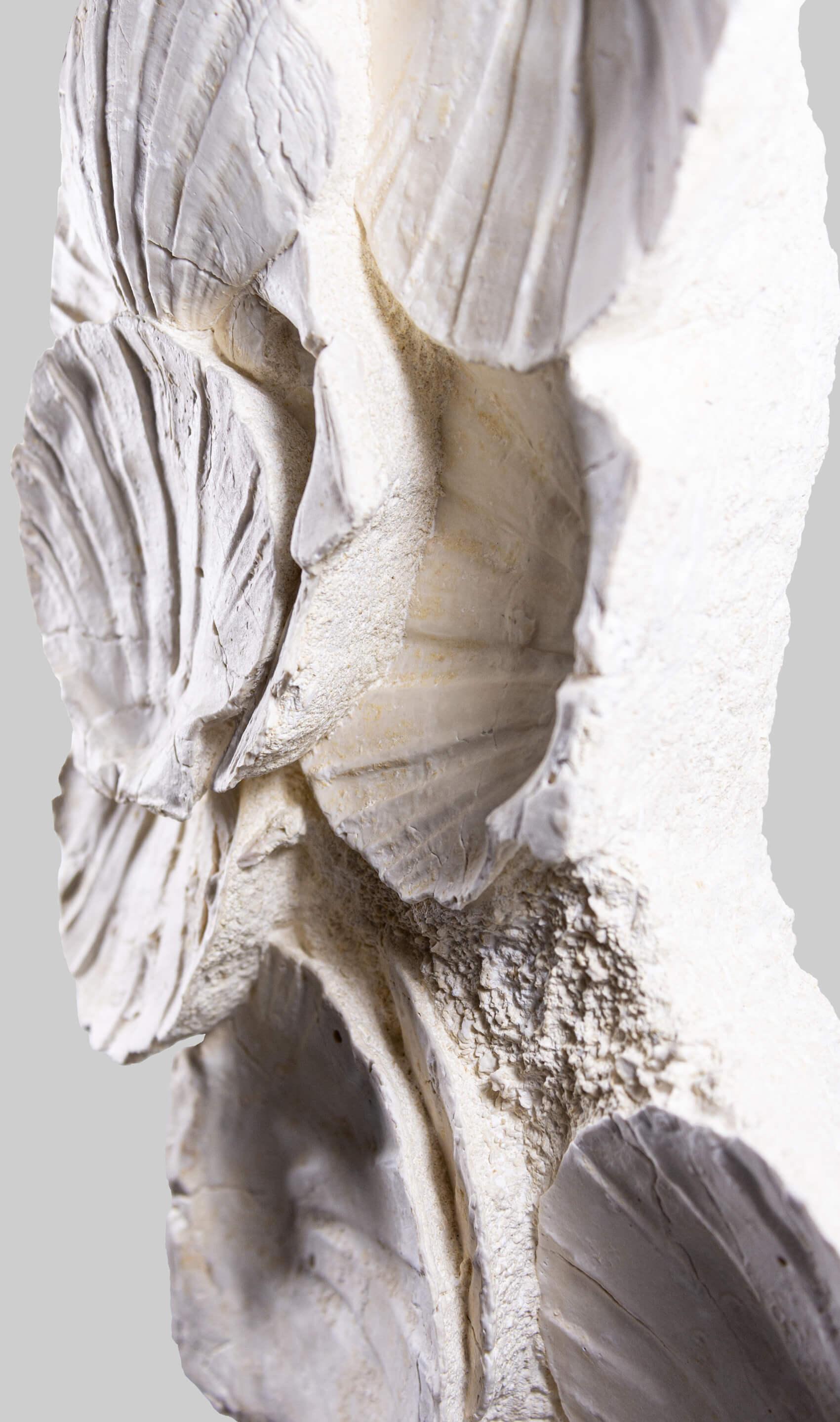 Prehistoric Exquisite Fossil Wall Hanging Shell Display For Sale