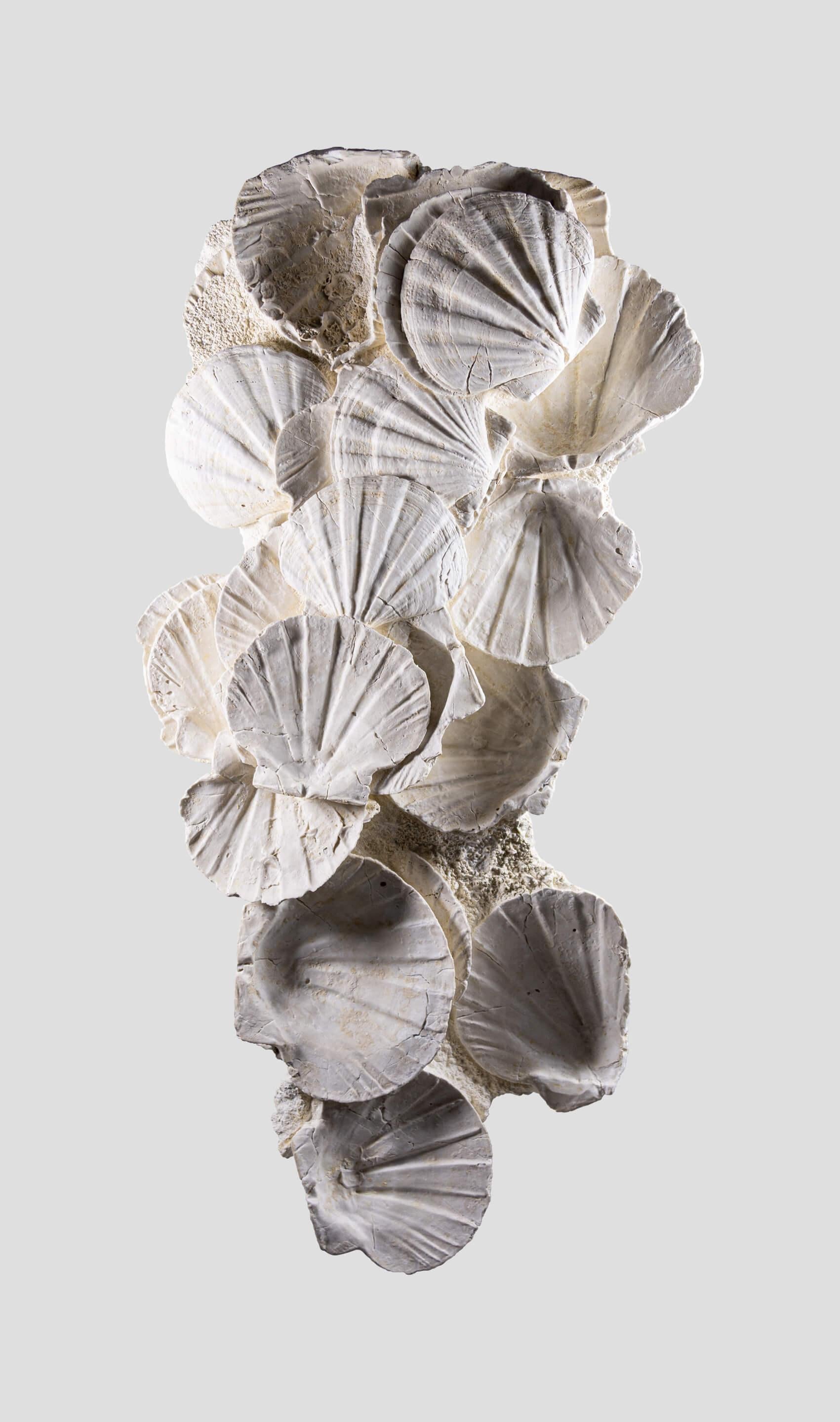 French Exquisite Fossil Wall Hanging Shell Display For Sale