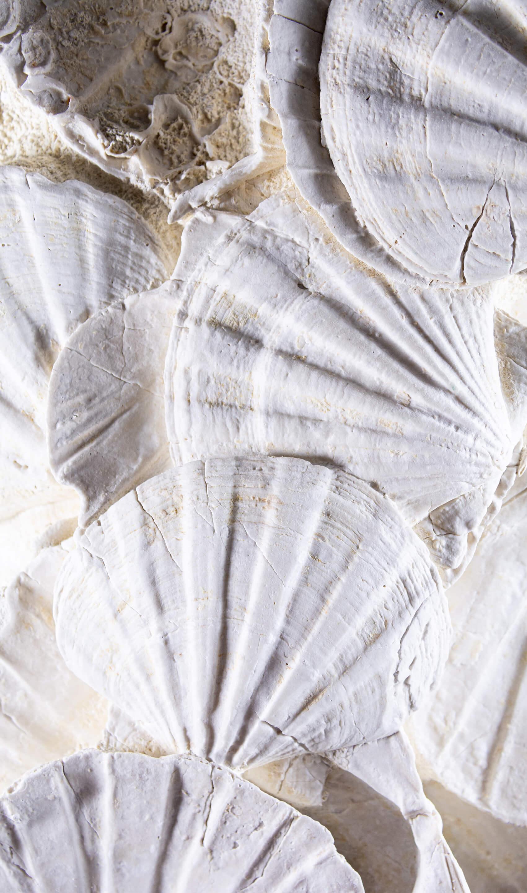 Other Exquisite Fossil Wall Hanging Shell Display For Sale