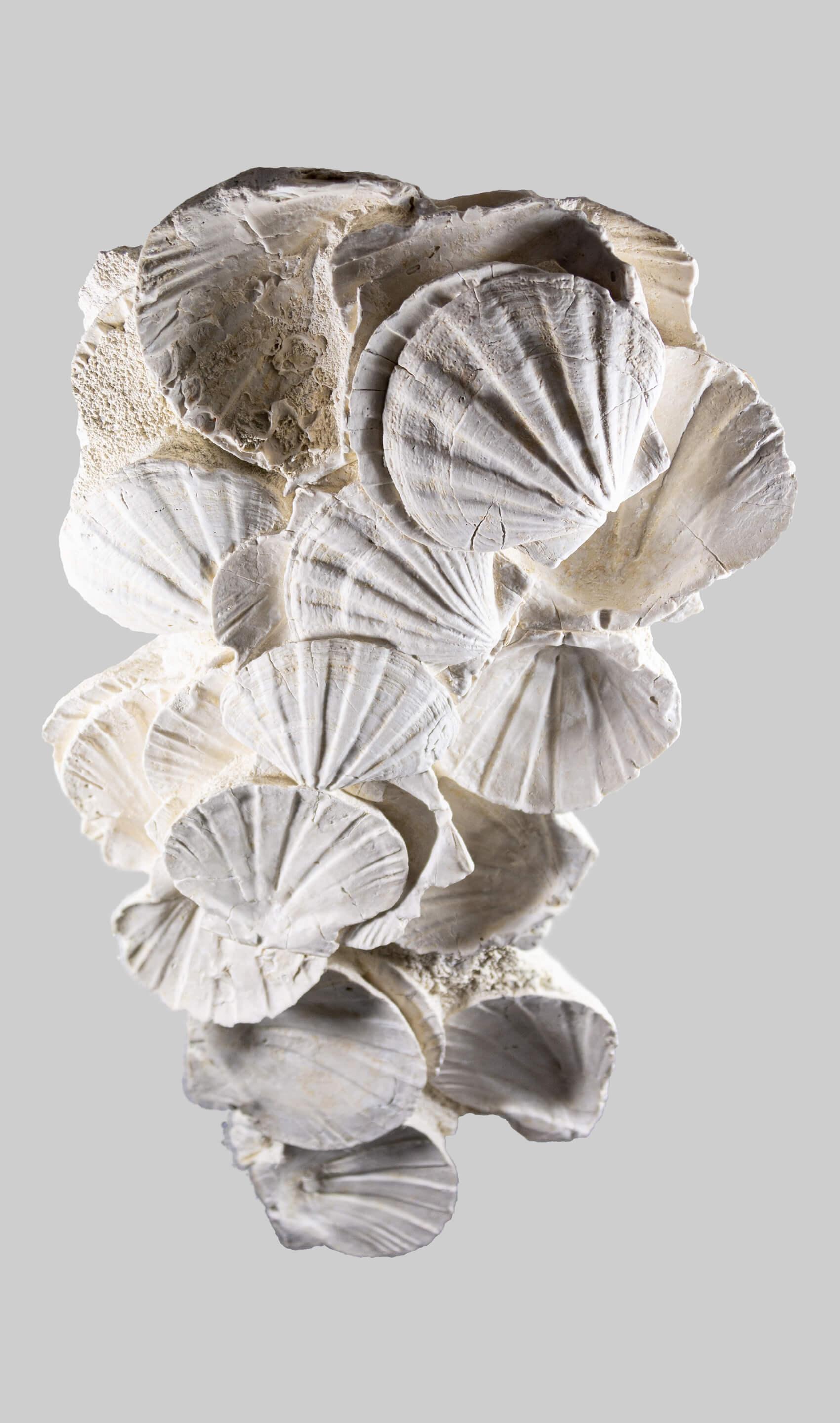 Exquisite Fossil Wall Hanging Shell Display In Excellent Condition For Sale In Scorton, GB
