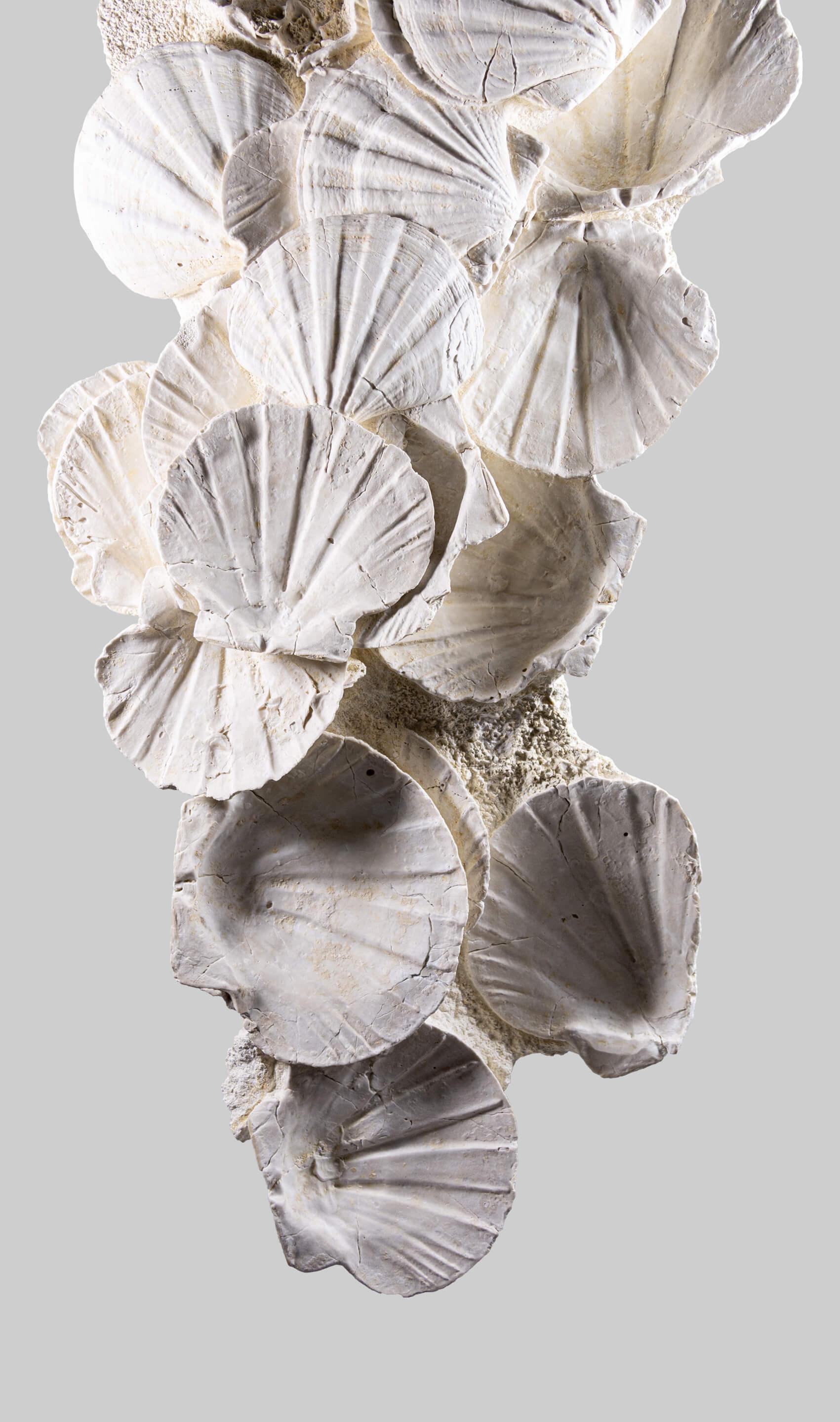 18th Century and Earlier Exquisite Fossil Wall Hanging Shell Display For Sale