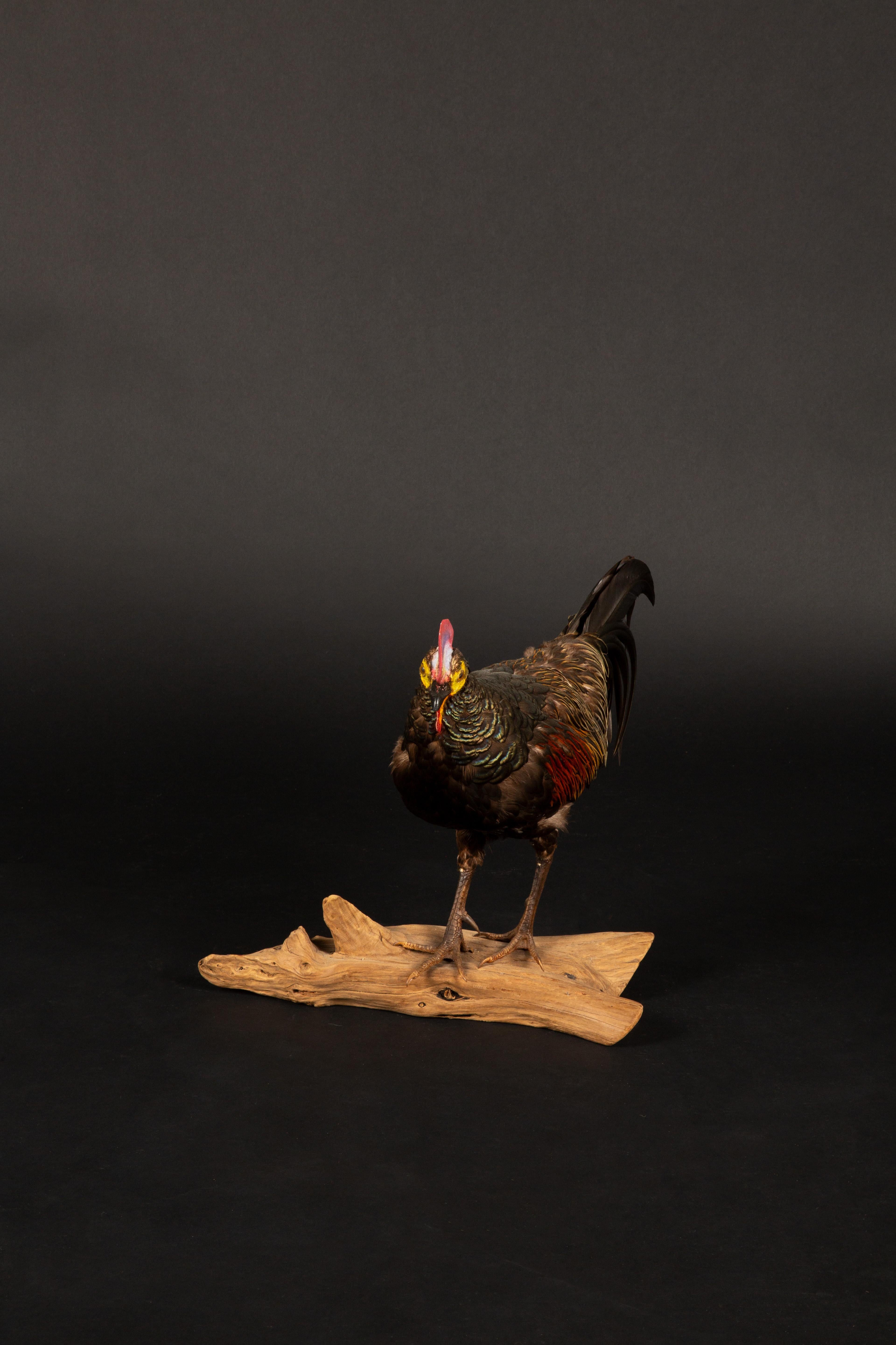 This stunning taxidermy of a green jungle fowl exemplifies the artistry and precision of expert preservation. Originating from Southeast Asia, the bird's iridescent plumage in emerald, copper, and gold hues is beautifully showcased, capturing the
