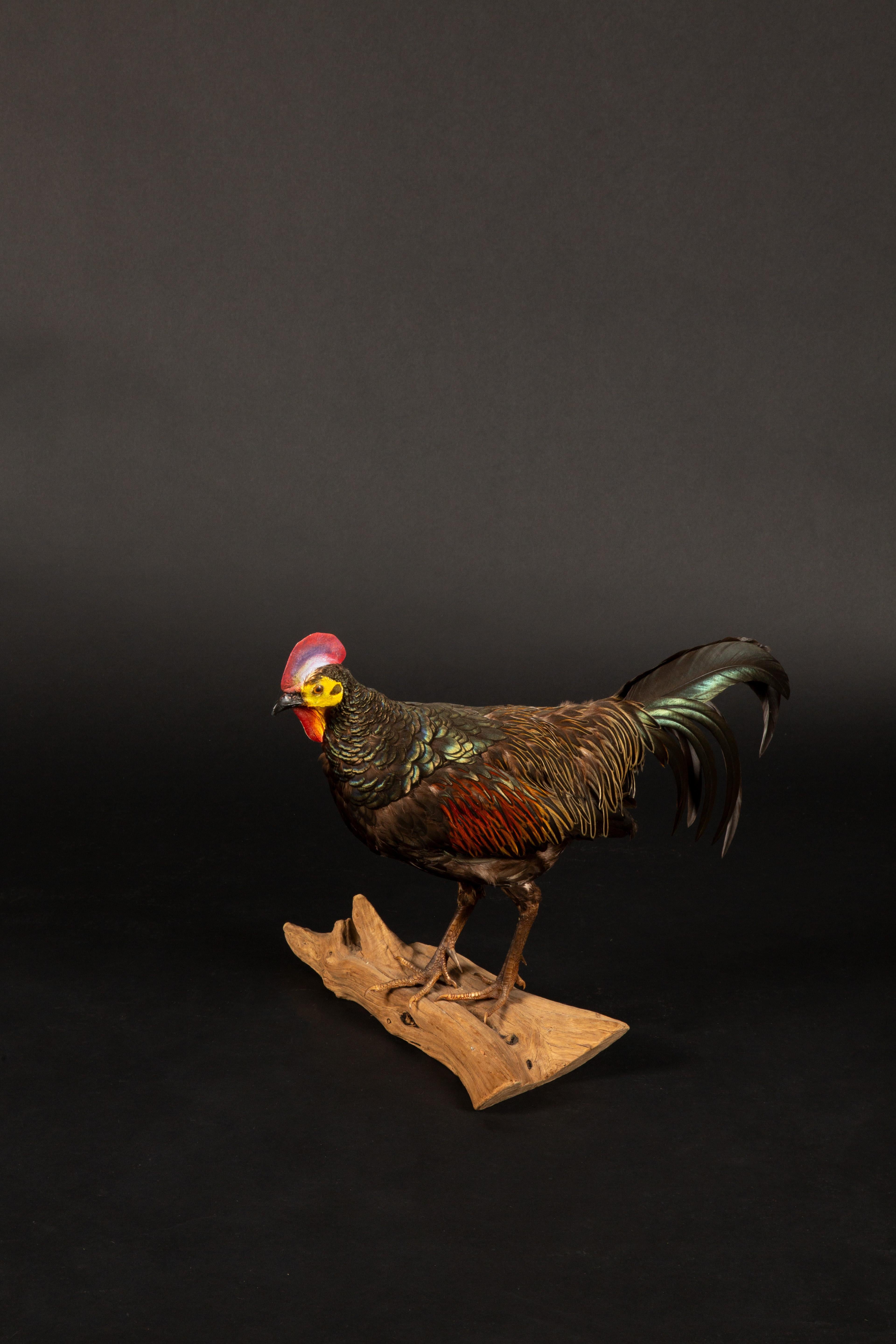 Victorian Exquisite Green Jungle Fowl Taxidermy on Natural Wooden Base For Sale