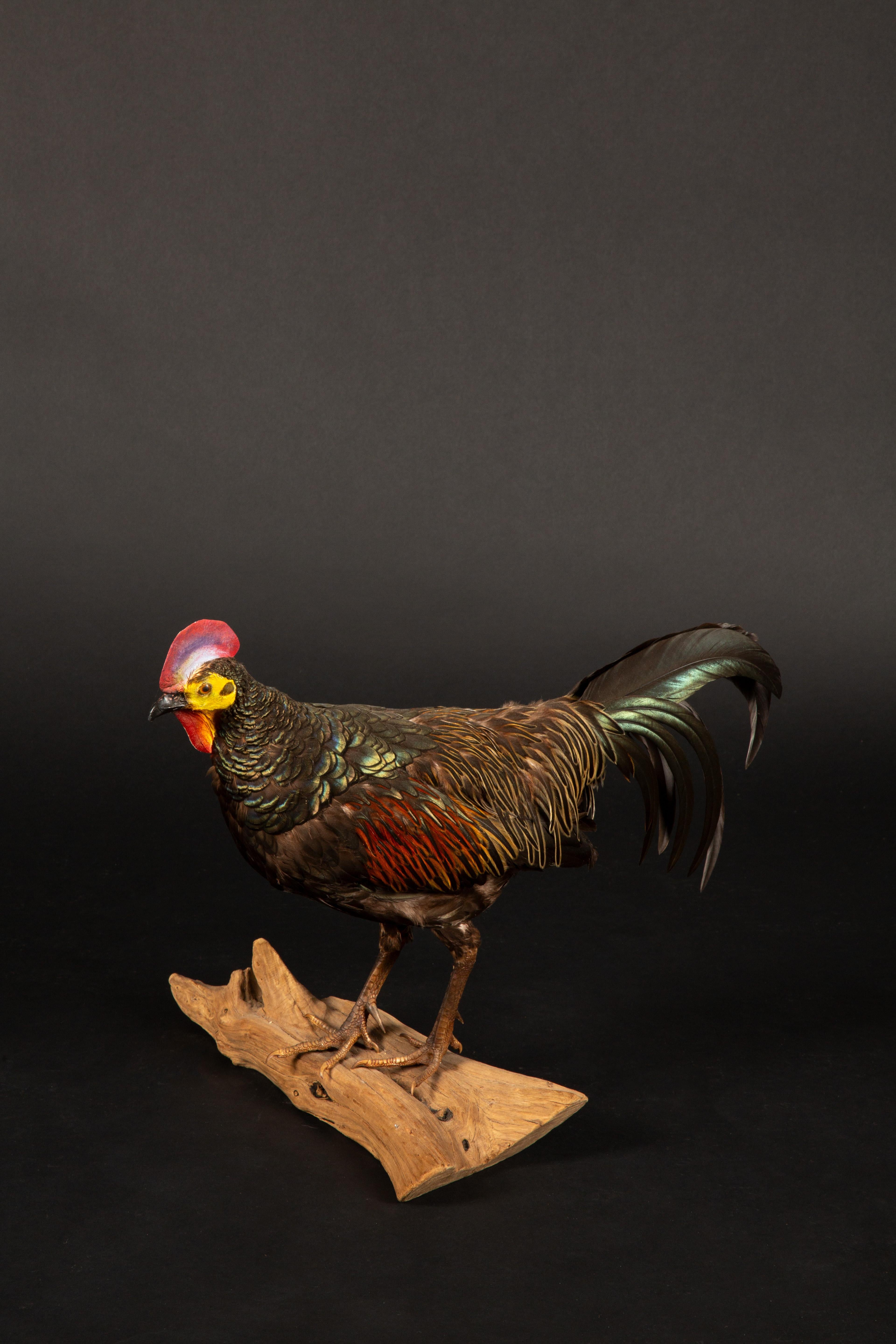American Exquisite Green Jungle Fowl Taxidermy on Natural Wooden Base For Sale