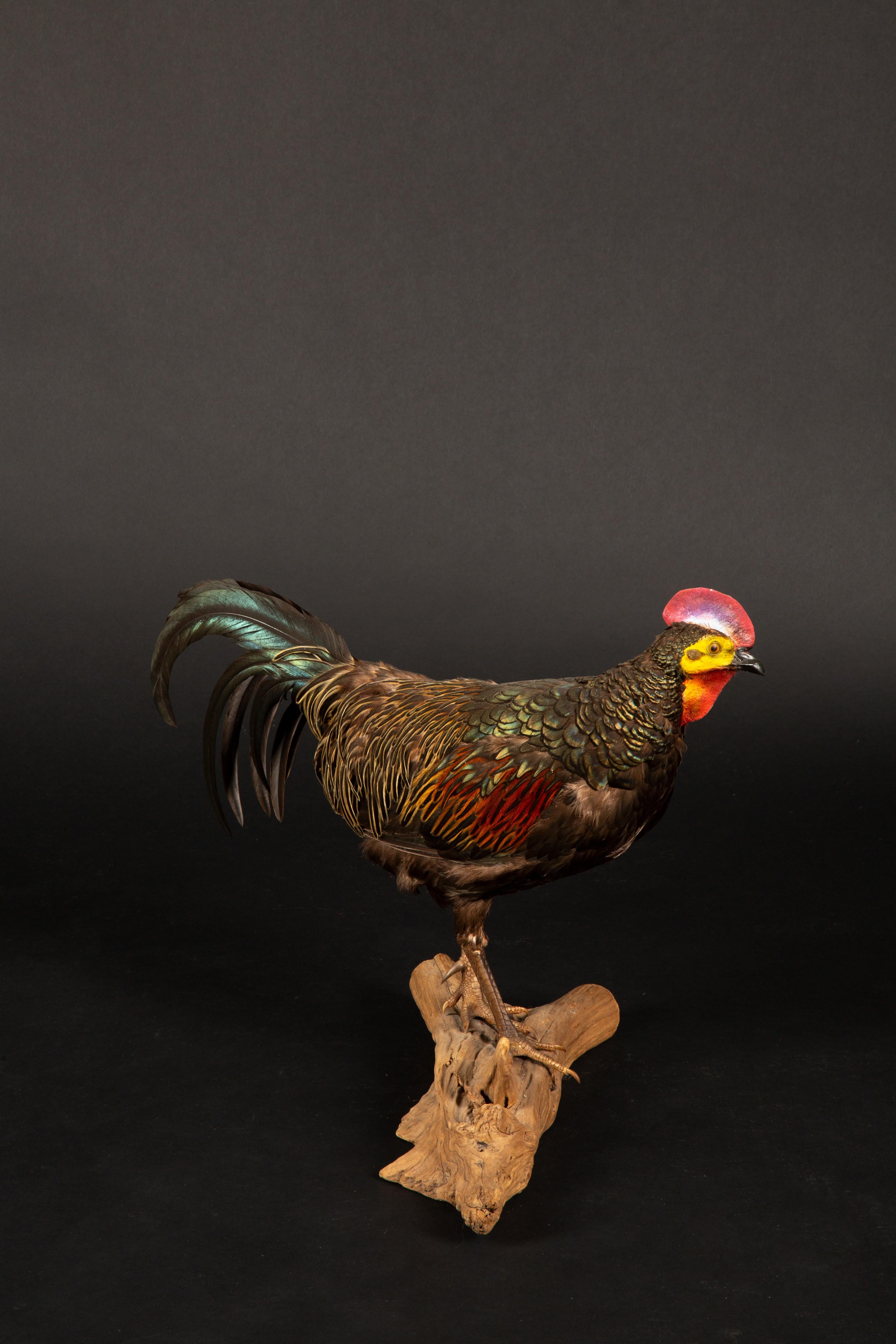 Exquisite Green Jungle Fowl Taxidermy on Natural Wooden Base In New Condition For Sale In New York, NY