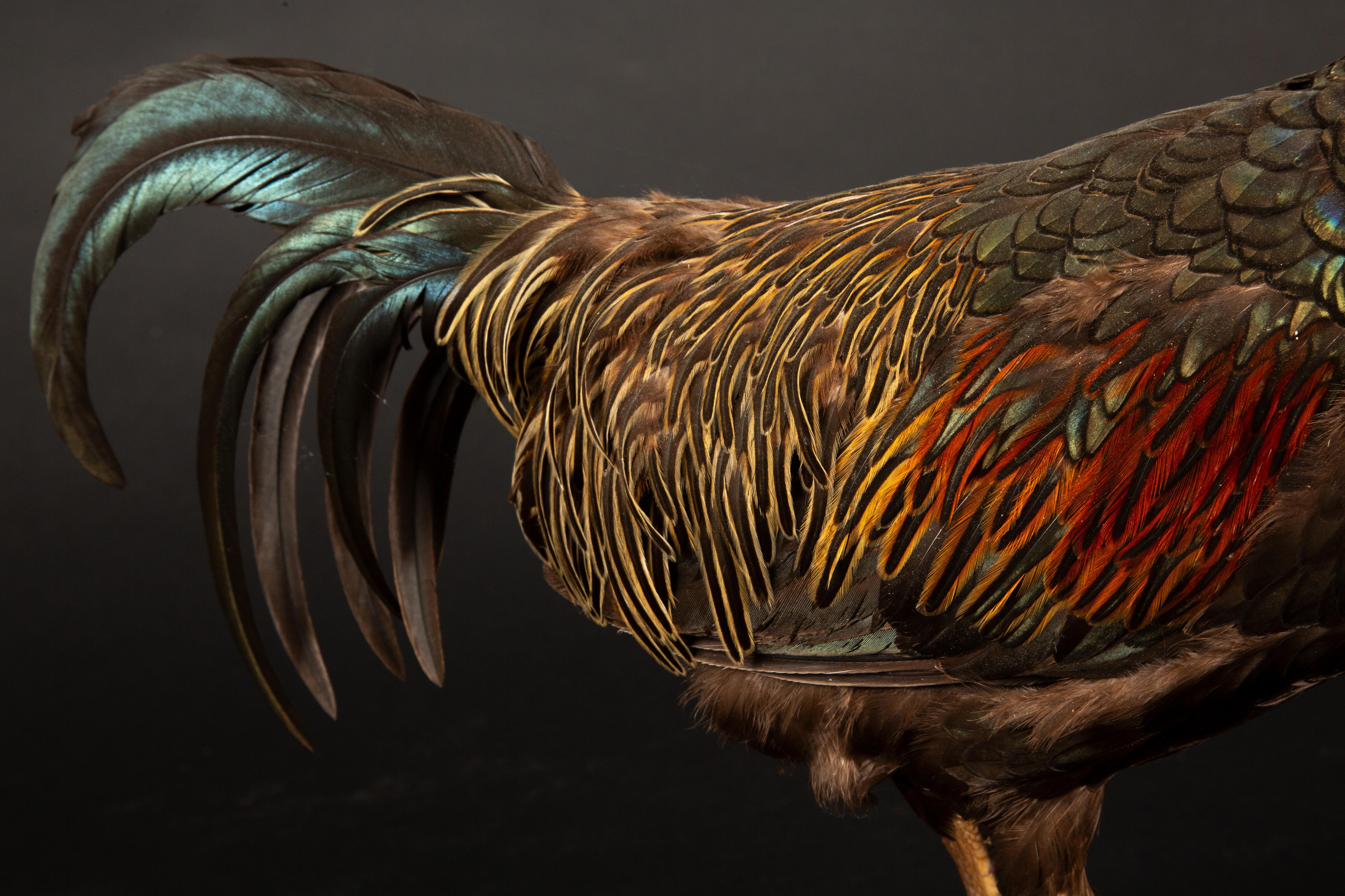 Feathers Exquisite Green Jungle Fowl Taxidermy on Natural Wooden Base For Sale