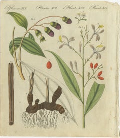 Exquisite Hand-Colored Botanical Engraving with Medicinal Plants, 1805