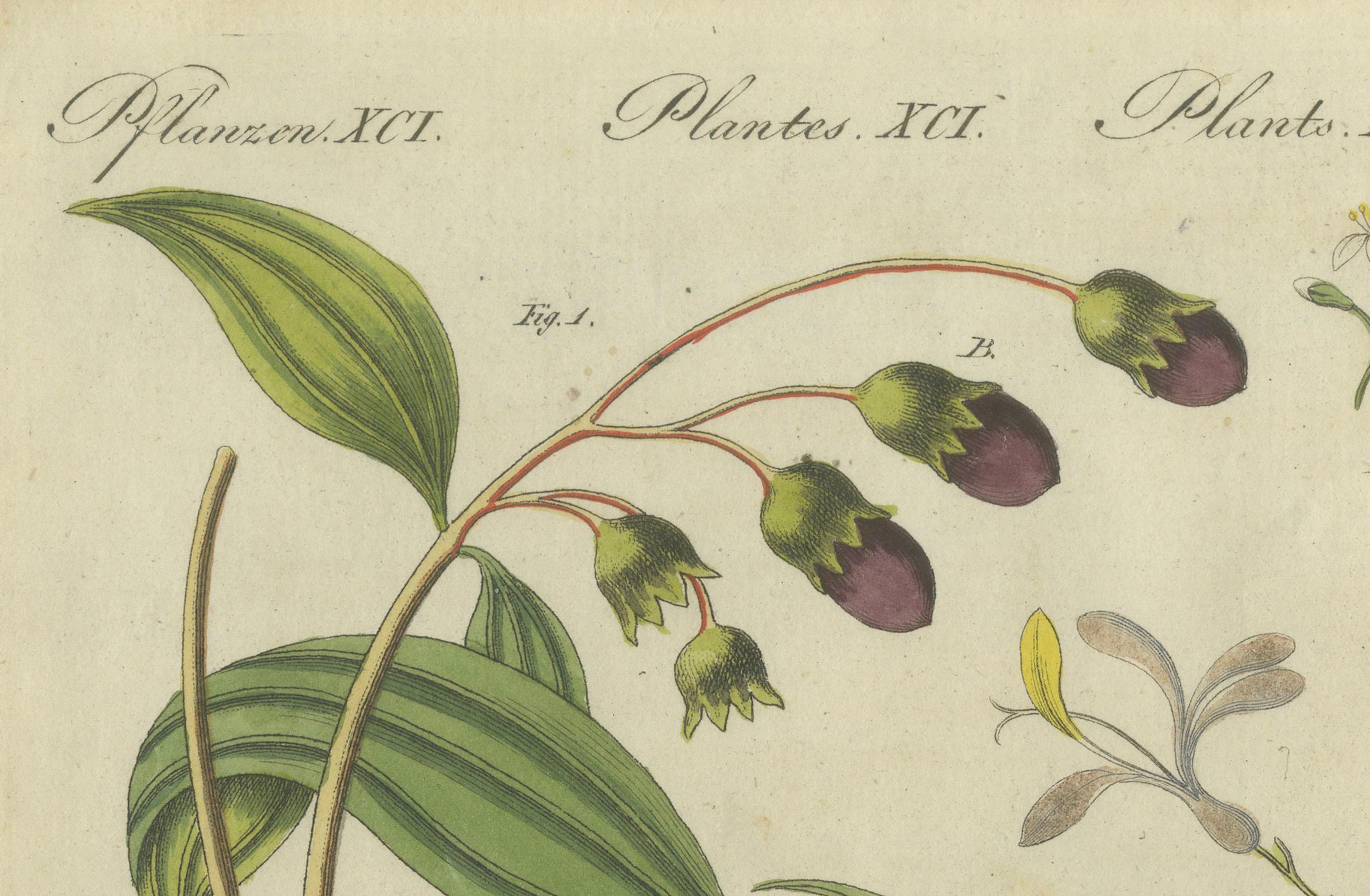 Exquisite handkolorierte botanische Gravur mit Medizinpflanzen, 1805 (Graviert) im Angebot