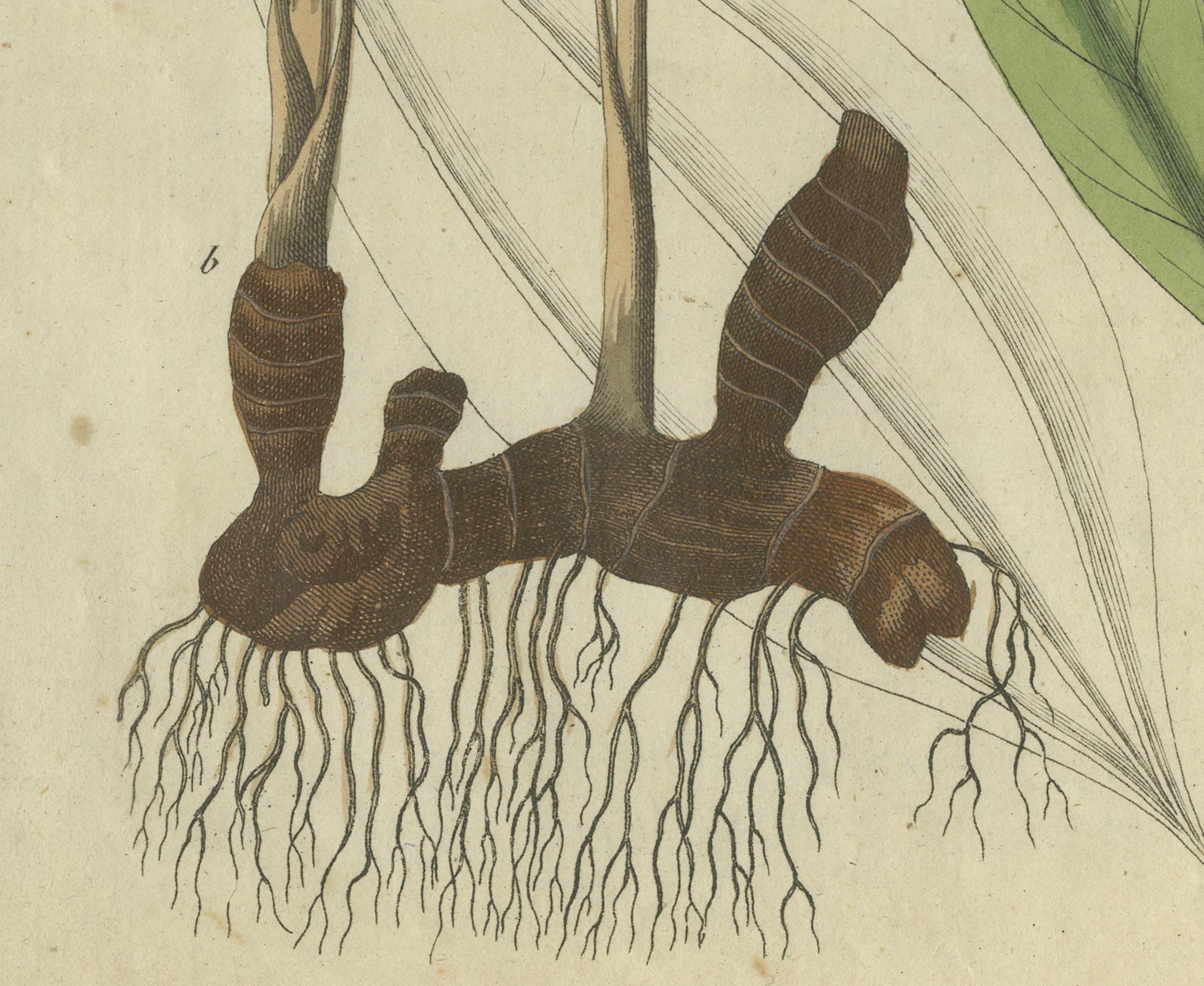 Exquisite handkolorierte botanische Gravur mit Medizinpflanzen, 1805 im Zustand „Gut“ im Angebot in Langweer, NL