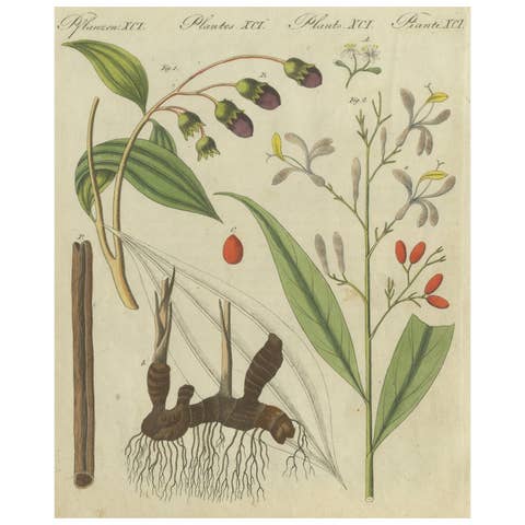 Exquisite Hand-Colored Botanical Engraving with Medicinal Plants, 1805