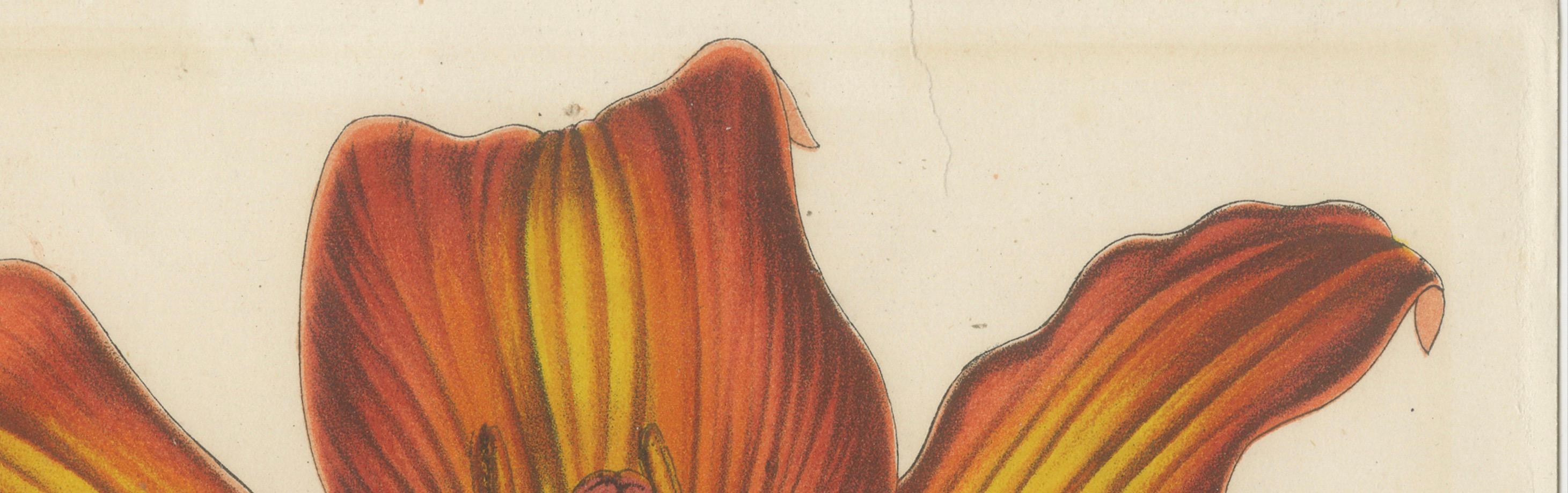 Description:  This vibrant hand-colored lithograph of the Siberian Lily (Lilium pensylvanicum), also referred to as Lilium formosum, was created circa 1860.

 Illustrated by P. Stroobant and published by Alexandre Verschaffelt, this piece originates