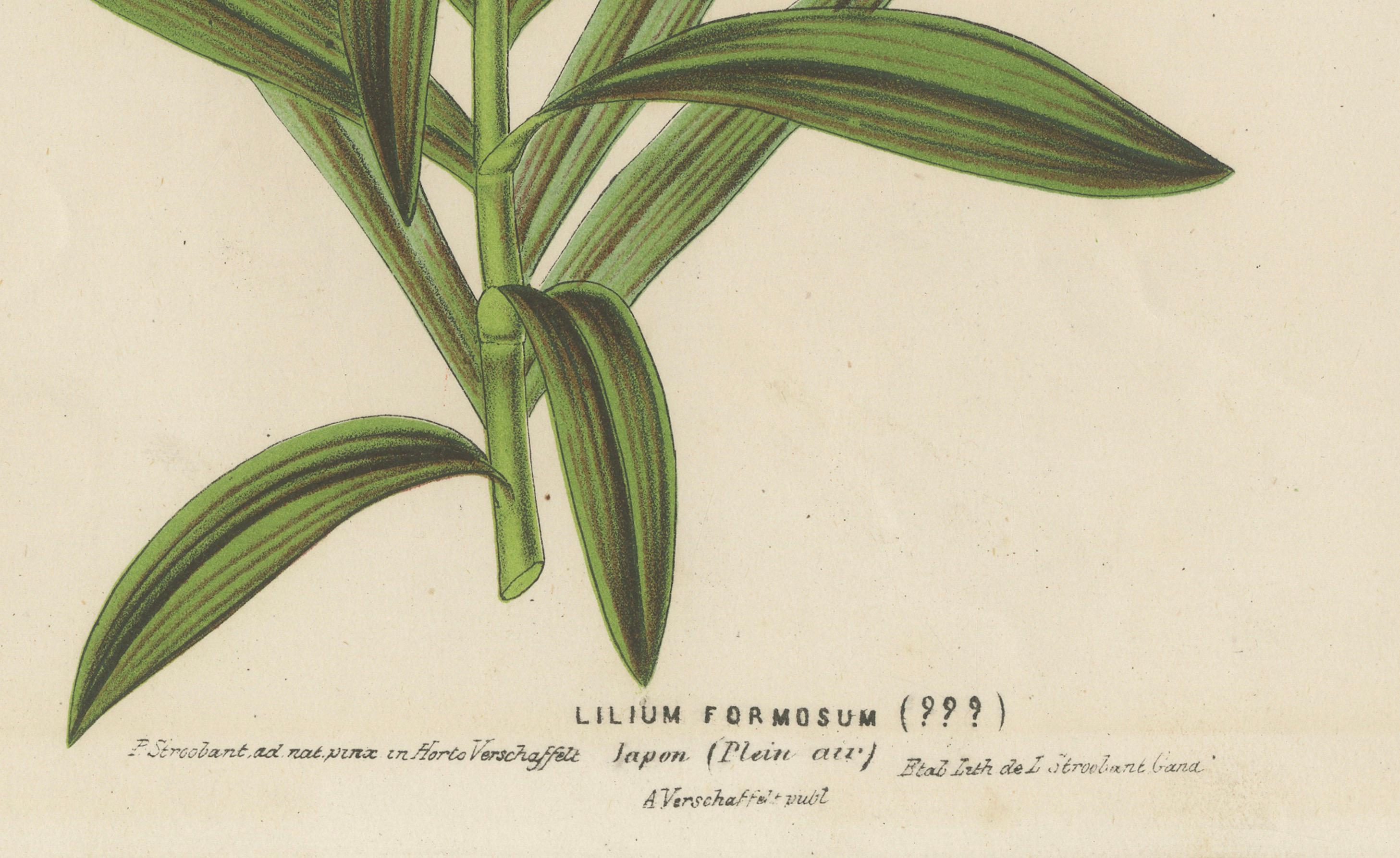 Exquisite Hand-Colored Botanical Print of a Siberian Lily (Lilium Pensylvanicum) In Good Condition For Sale In Langweer, NL