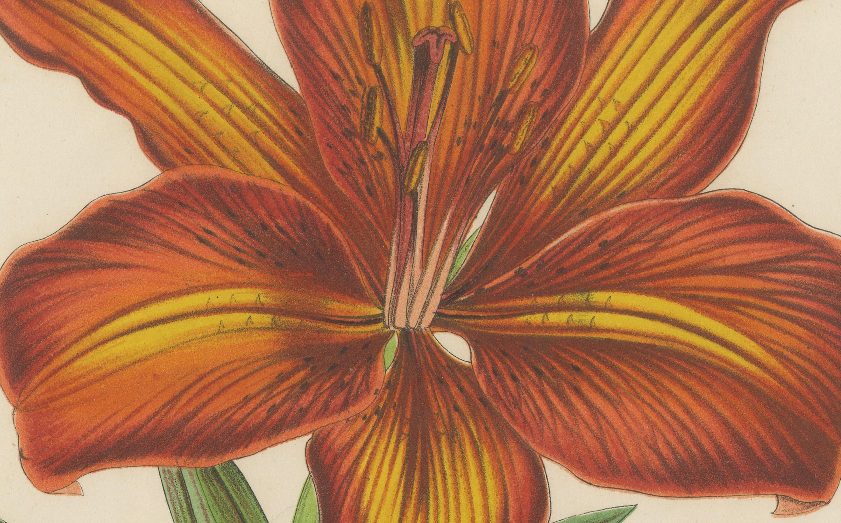 19th Century Exquisite Hand-Colored Botanical Print of a Siberian Lily (Lilium Pensylvanicum) For Sale