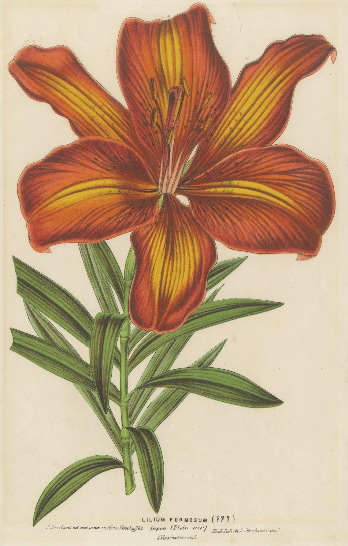 Paper Exquisite Hand-Colored Botanical Print of a Siberian Lily (Lilium Pensylvanicum) For Sale