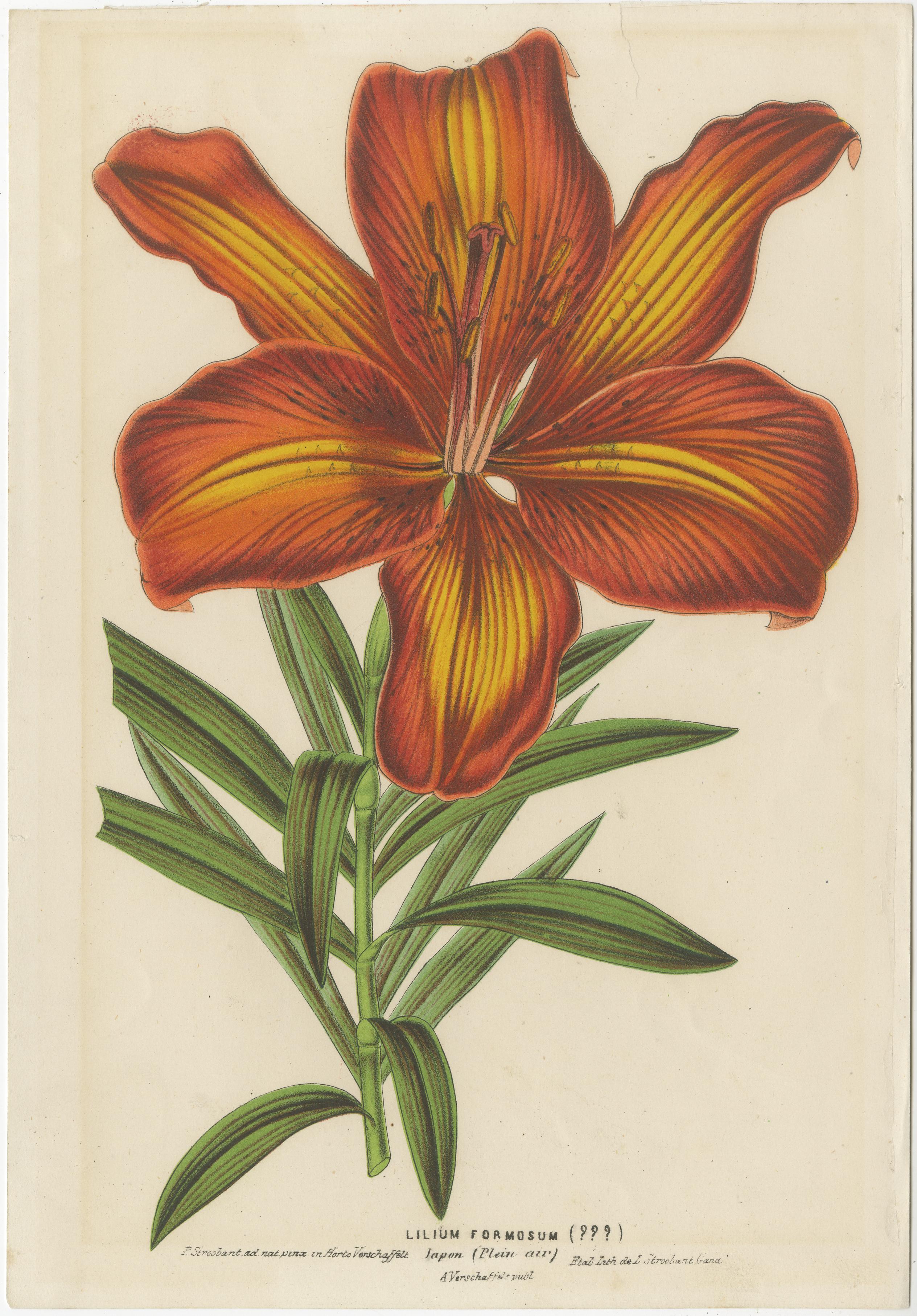 Exquisite Hand-Colored Botanical Print of a Siberian Lily (Lilium Pensylvanicum) For Sale 1