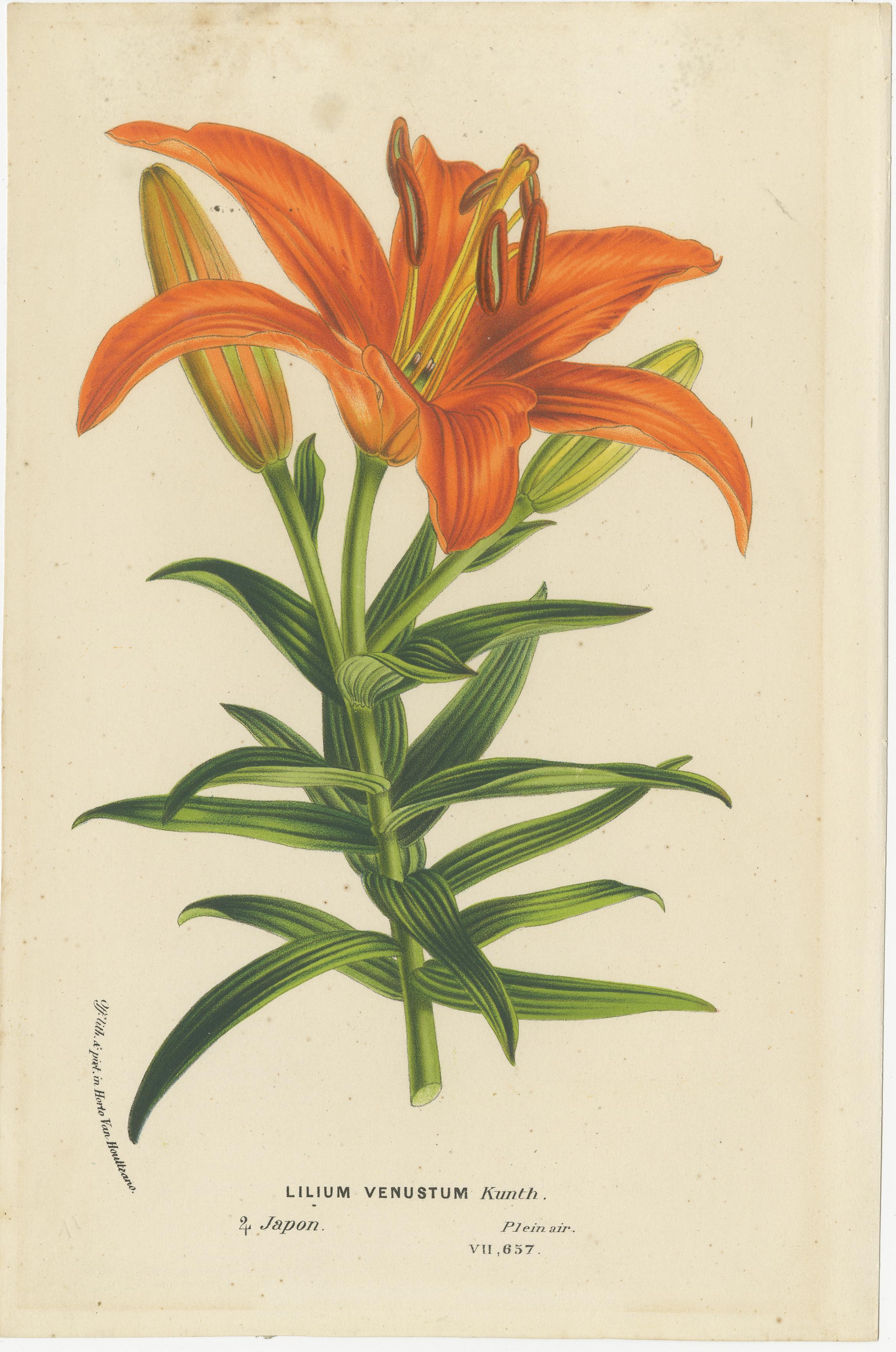 Beschreibung: Diese Kollektion umfasst drei handkolorierte botanische Drucke, die verschiedene Arten der Gattung Lilium aus Japan zeigen. Die leuchtenden Farben und feinen Details fangen die Eleganz und natürliche Schönheit dieser Blumen ein und