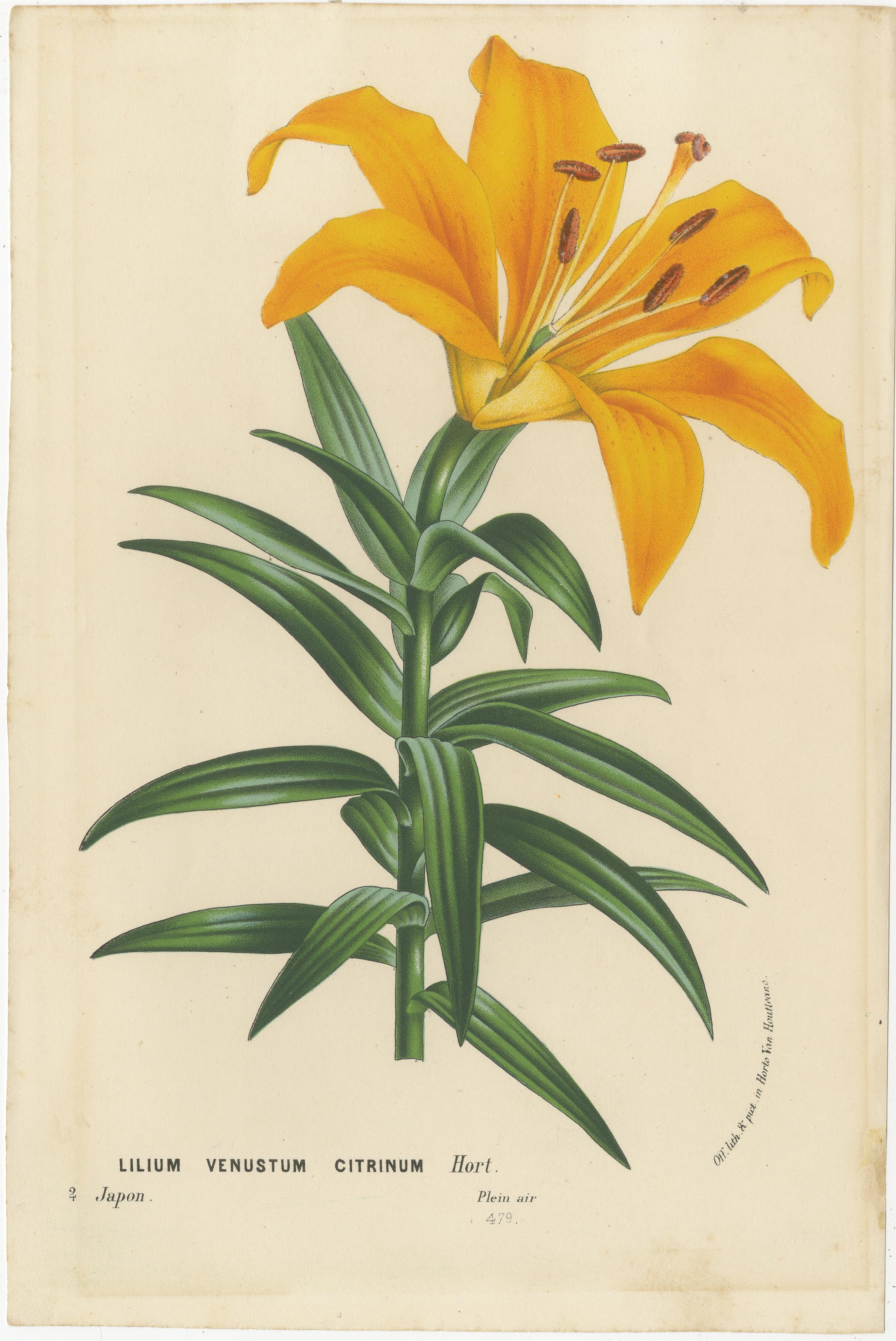 Exquisite handkolorierte Liliendrucke: botanische Studie über Lilienexemplare aus Japan im Zustand „Gut“ im Angebot in Langweer, NL