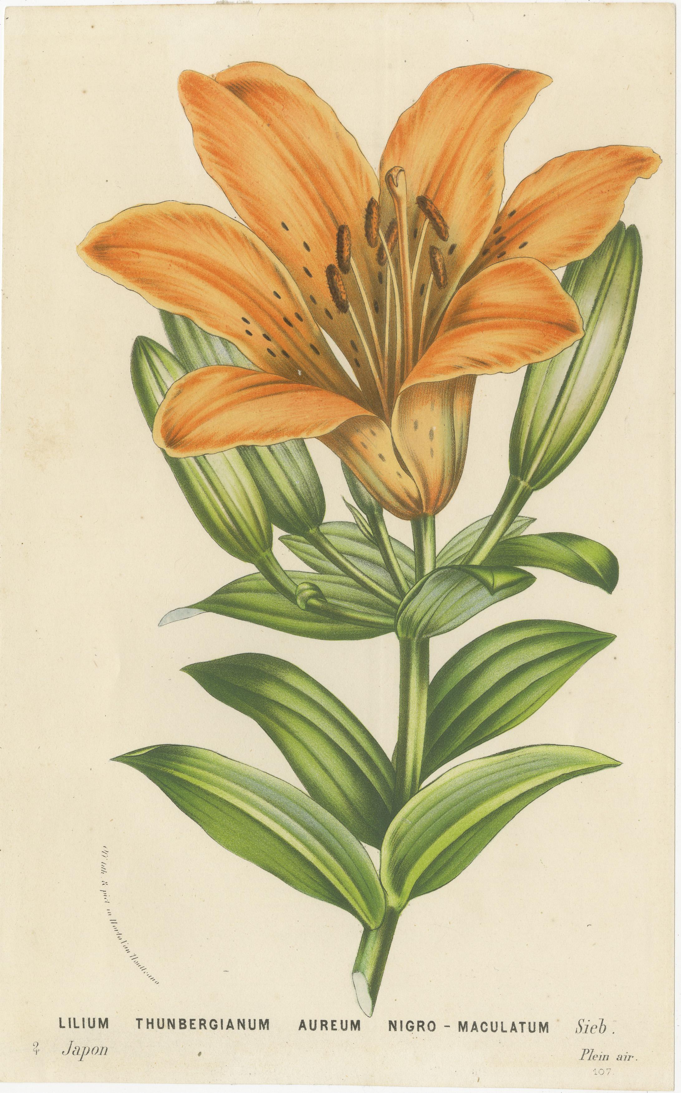 Exquisite handkolorierte Liliendrucke: botanische Studie über Lilienexemplare aus Japan (19. Jahrhundert) im Angebot