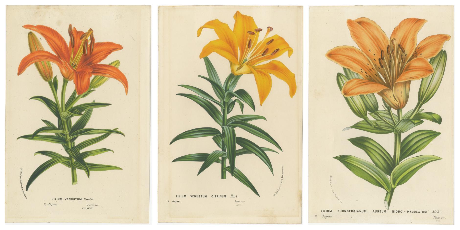 Exquisite handkolorierte Liliendrucke: botanische Studie über Lilienexemplare aus Japan (Papier) im Angebot